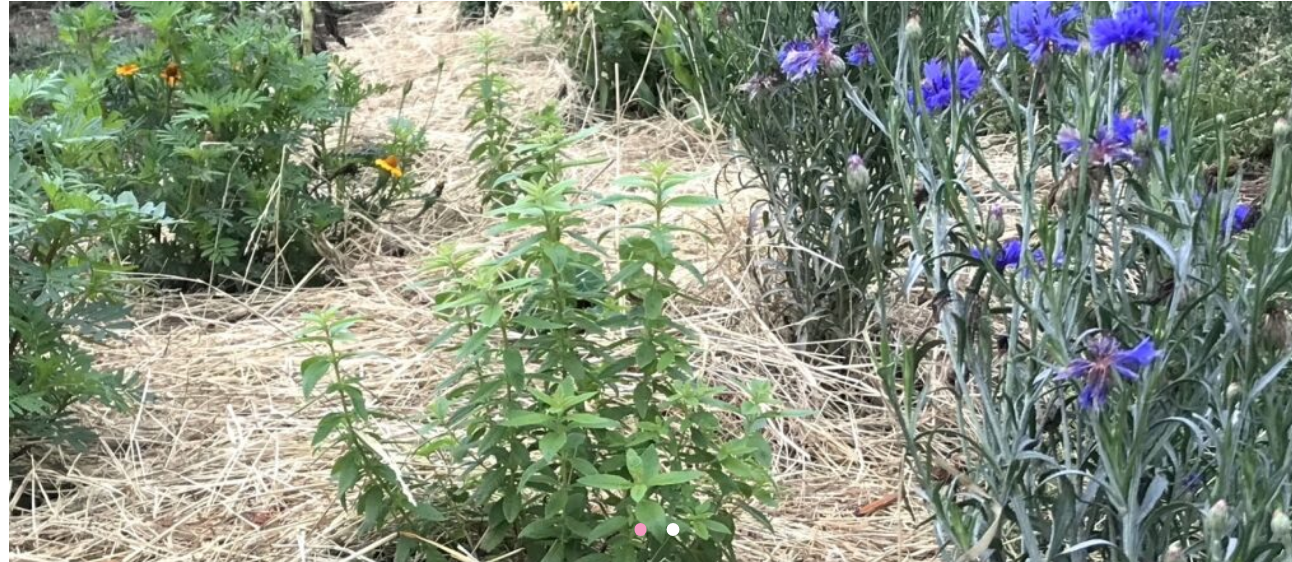 Déambulation aromatique - Les 48h de l’agriculture urbaine.png