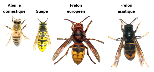 Frelons-abeille-guêpe-légende.png