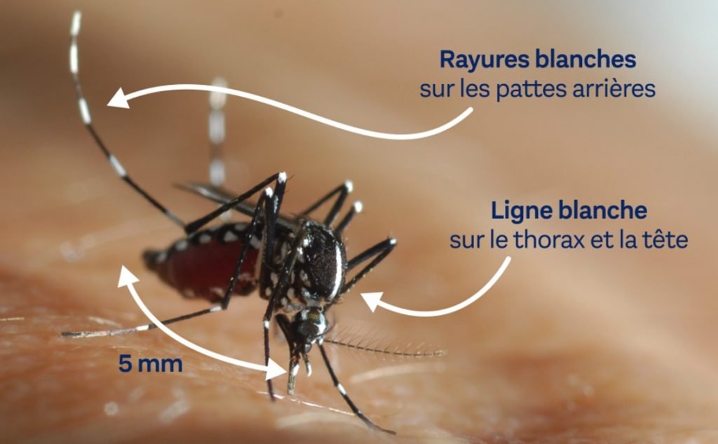 reconnaitre_le_moustique-tigre-1024x633.jpg