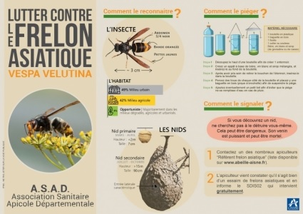 actualite-200724-frelon_asiatique.jpg