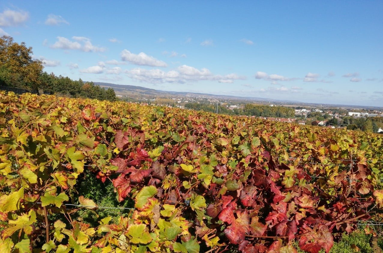 vignes-chagny-automne.jpg