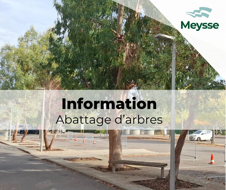 Abattage arbres.jpg