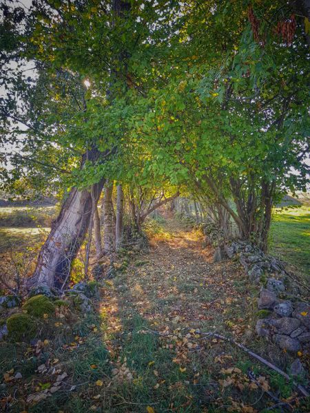 chemin-du-montel-a-la-sagne.jpg