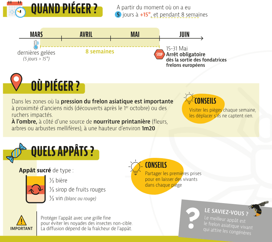 Piégeage des frelons Asiatiques