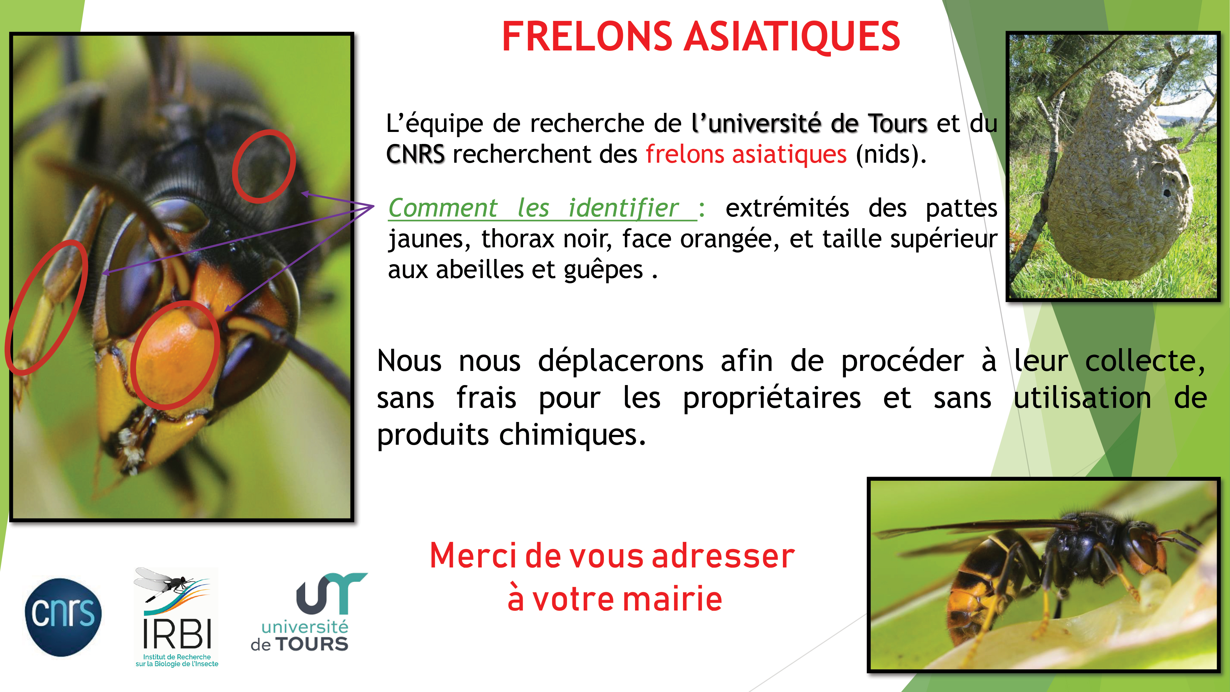 Affiche Mairie Frelon asiatique.jpg