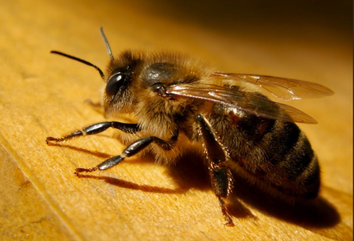 abeille.jpg