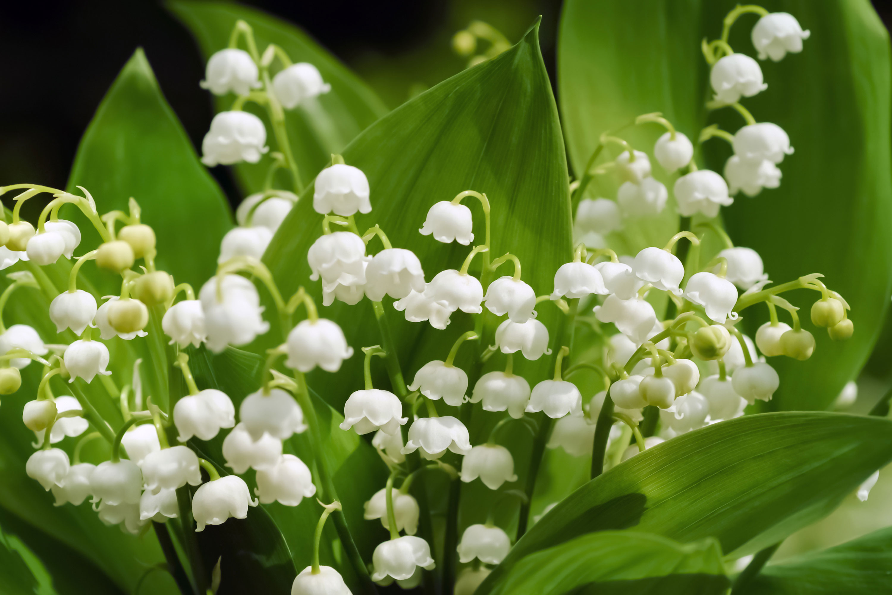 muguet.jpg