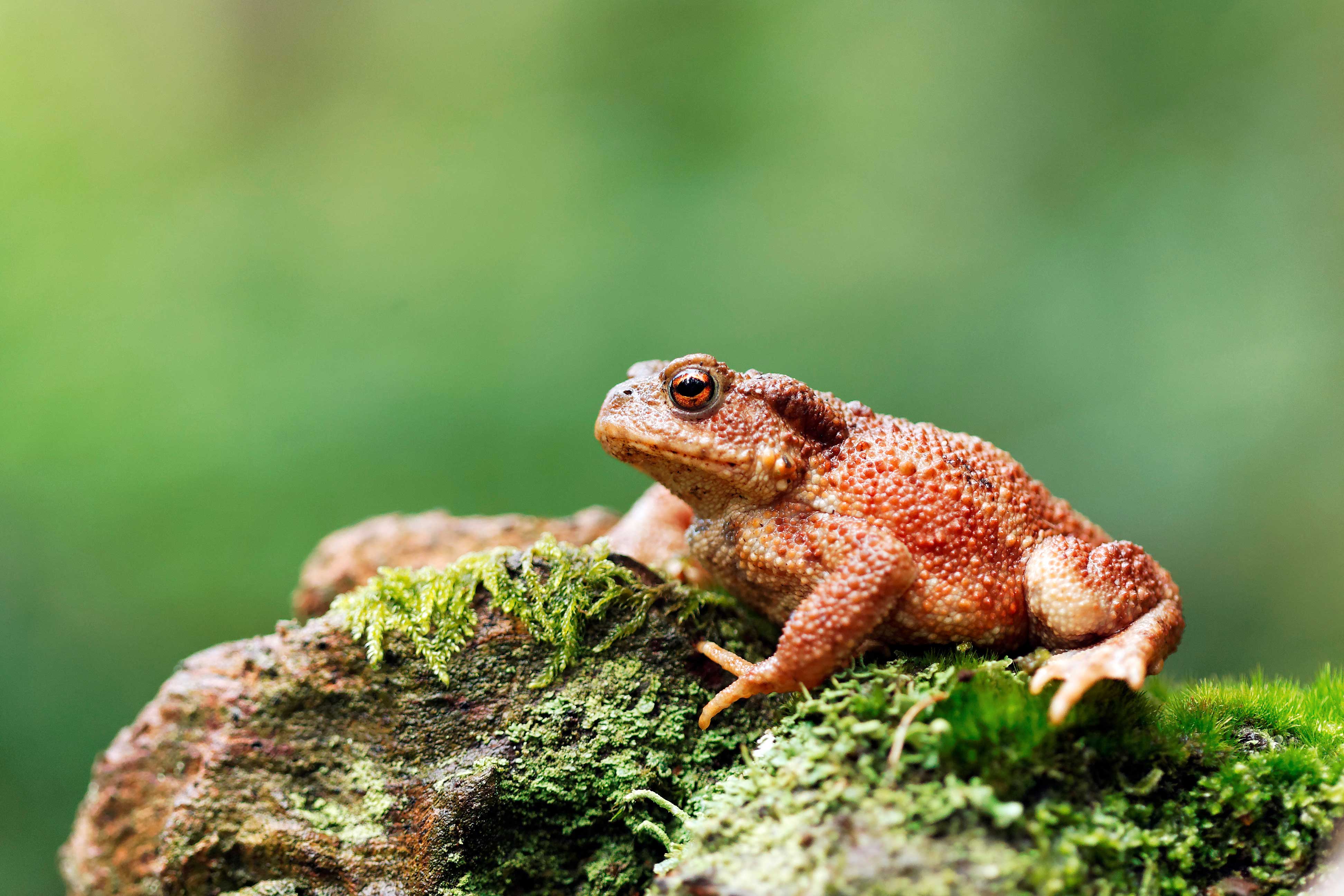 Crapaud.jpg