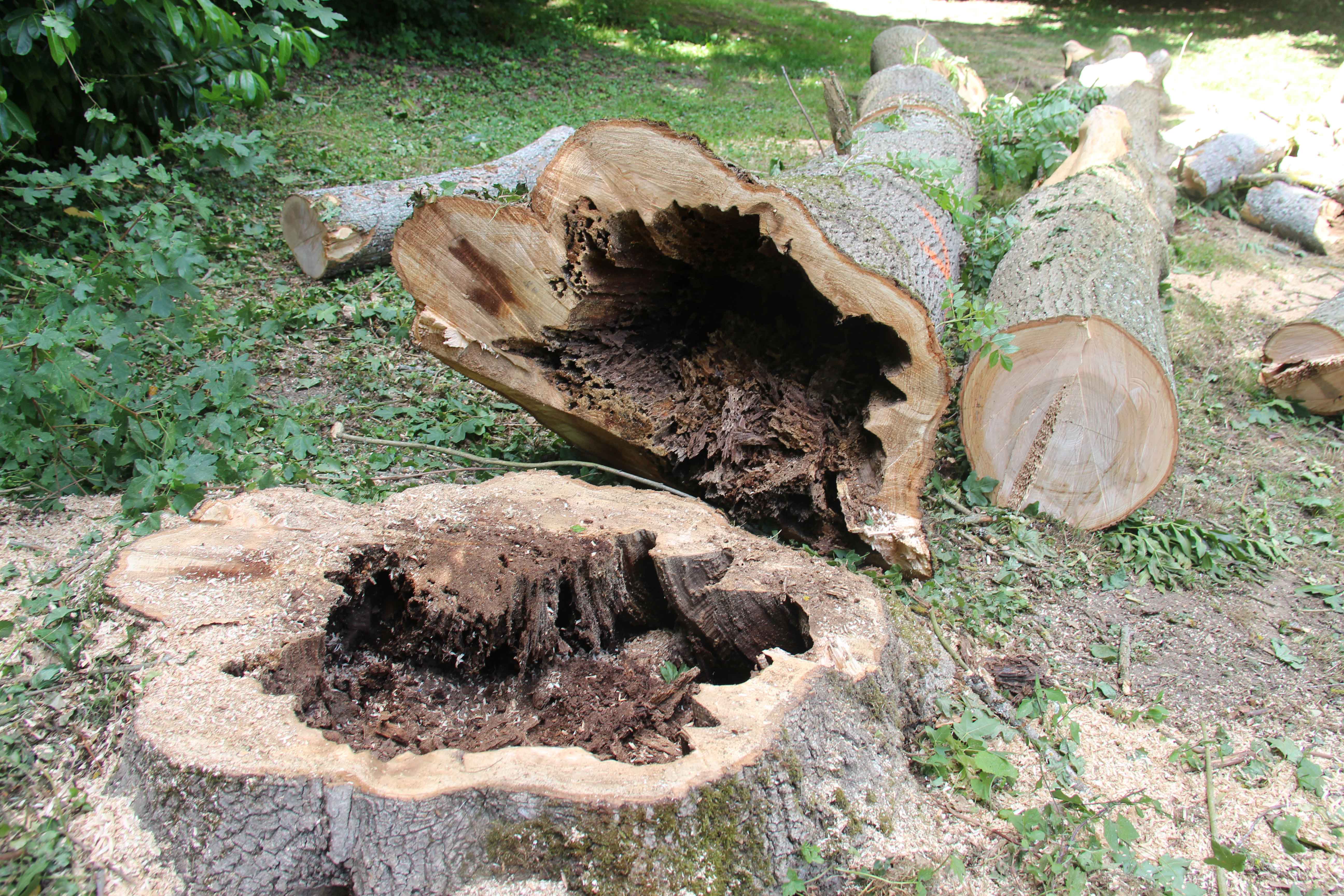 arbre-pourri.jpg