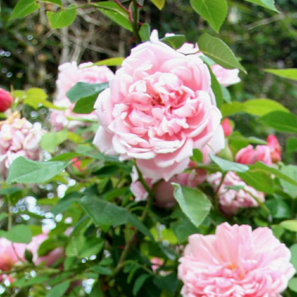 Rosa_Albertine_-_Giverny03.jpg