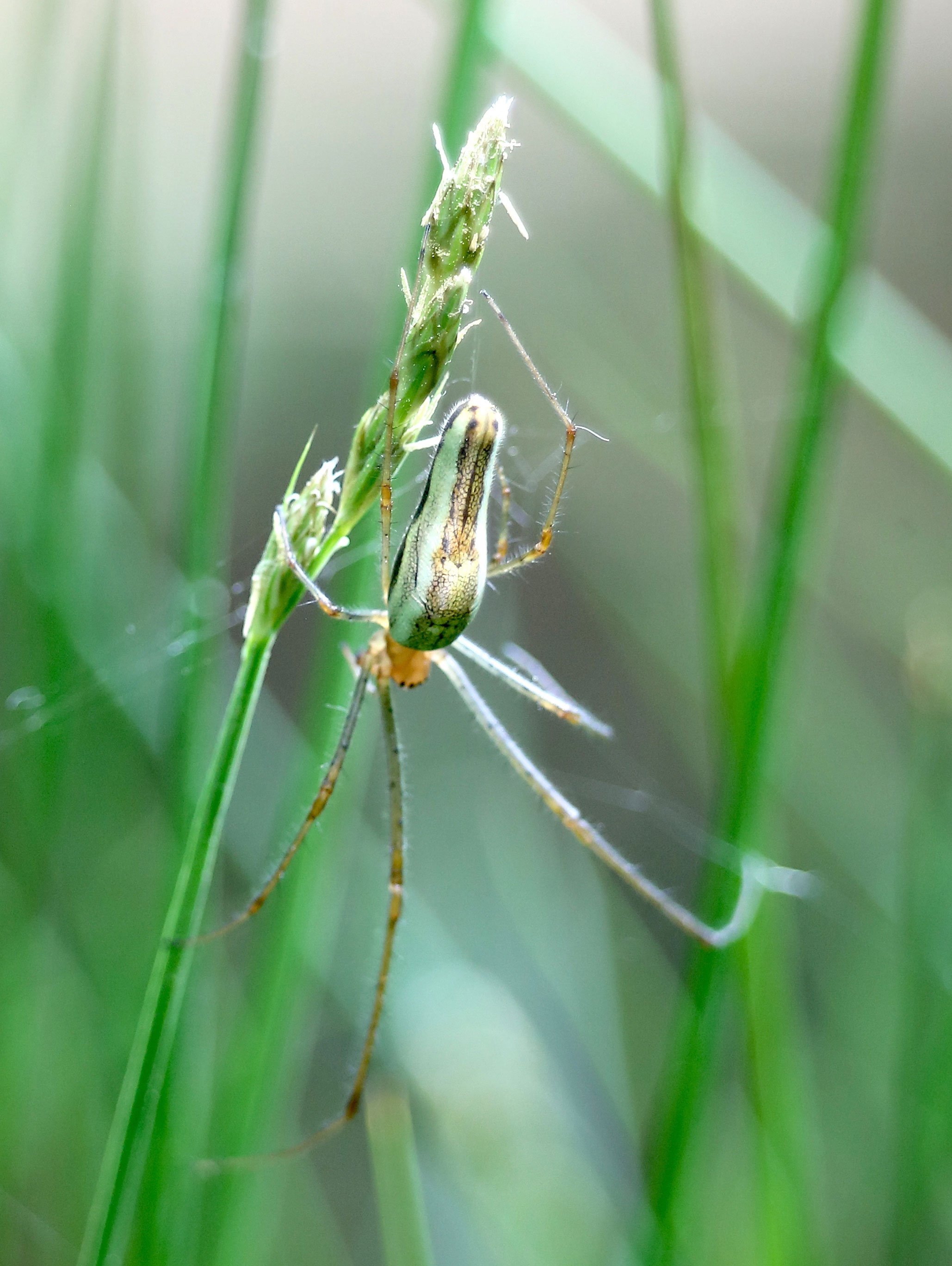 Tetragnatha-extensa-2-copie.jpg