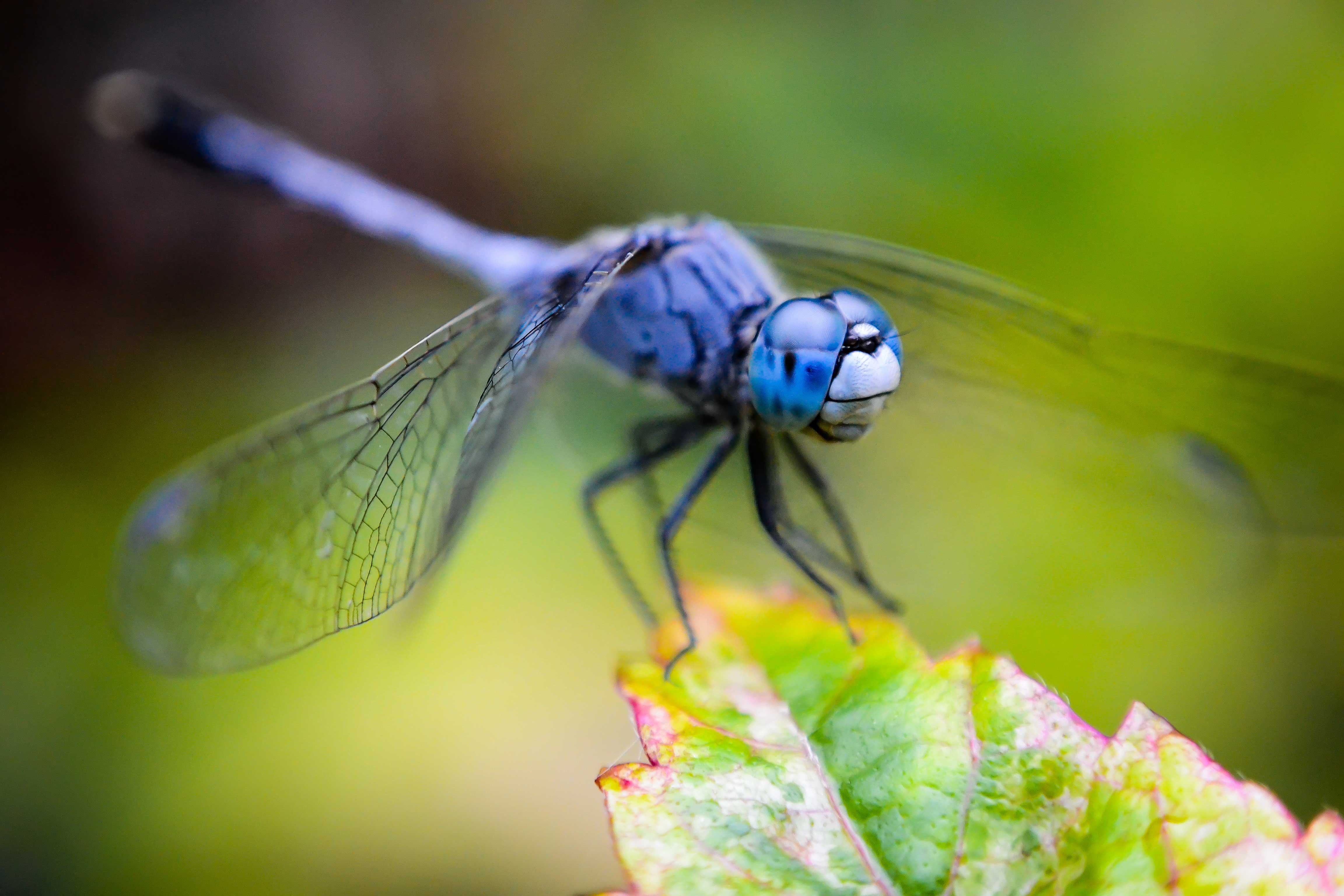 insecte-aile-bleu-sur-une-plante-verte-avec-un-arriere-plan-flou.jpg