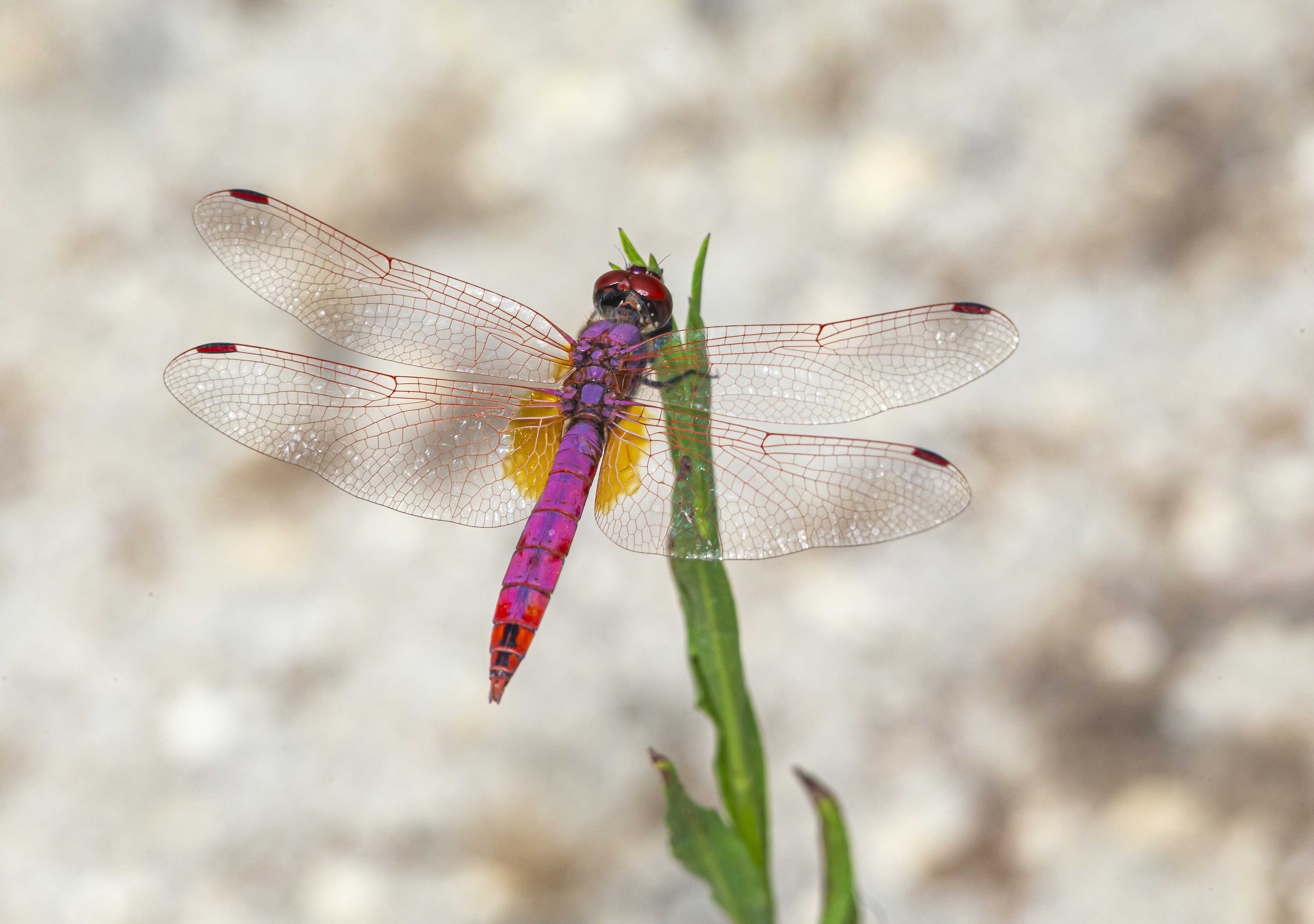 libellule-coloree-assis-sur-une-plante.jpg