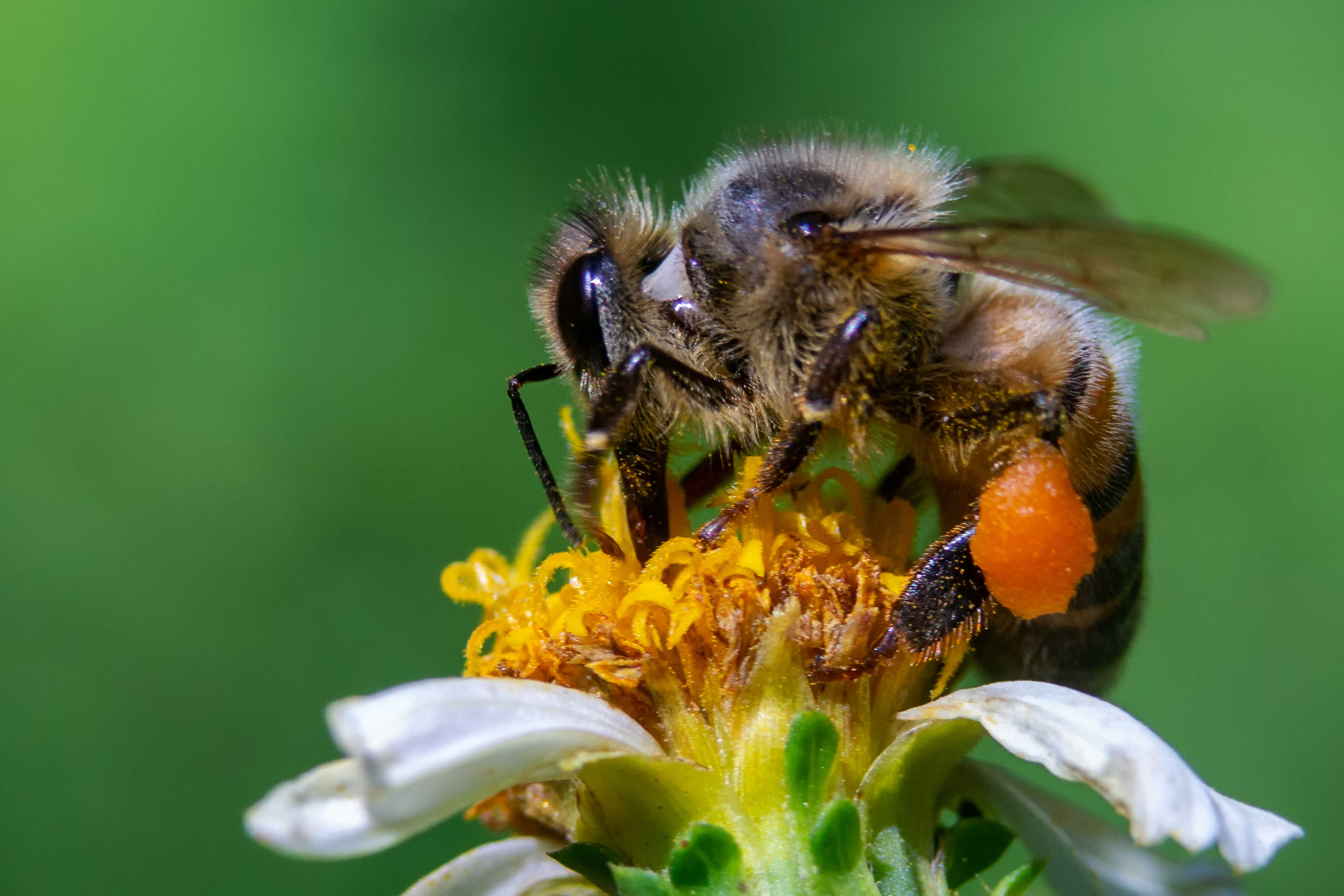 gros-plan-abeille-fleur.jpg
