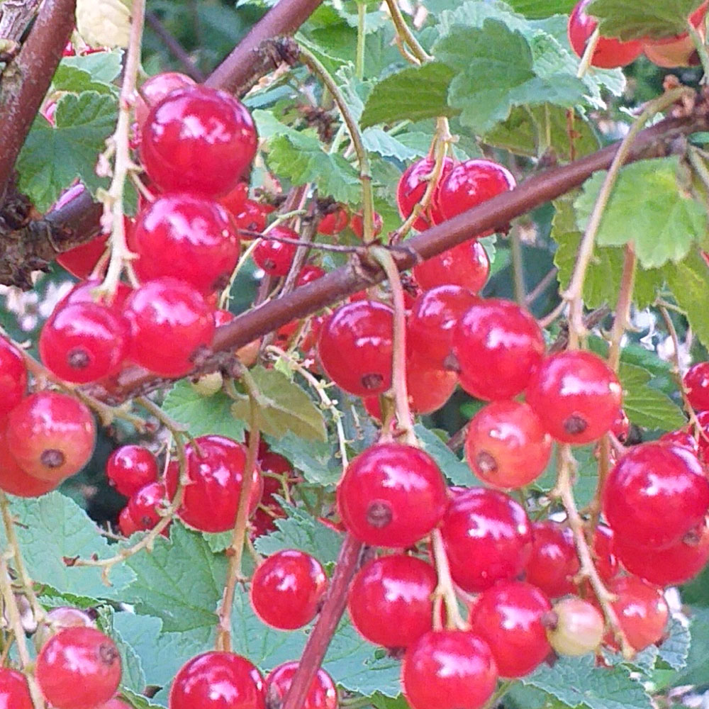 rouges.jpg