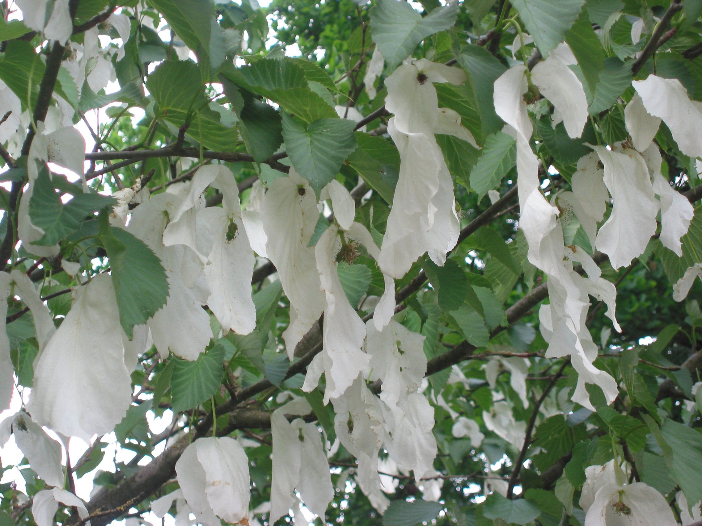 Zakdoekjesboom_bloemen__Davidia_involucrata_.jpg