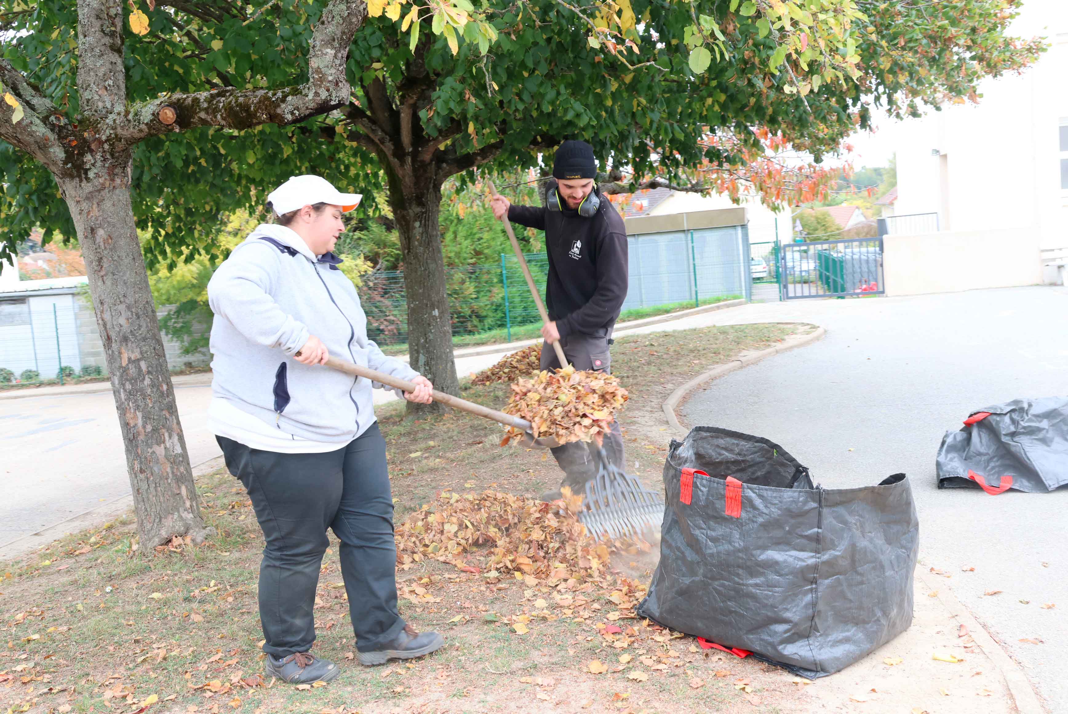 Feuilles-mortes.jpg