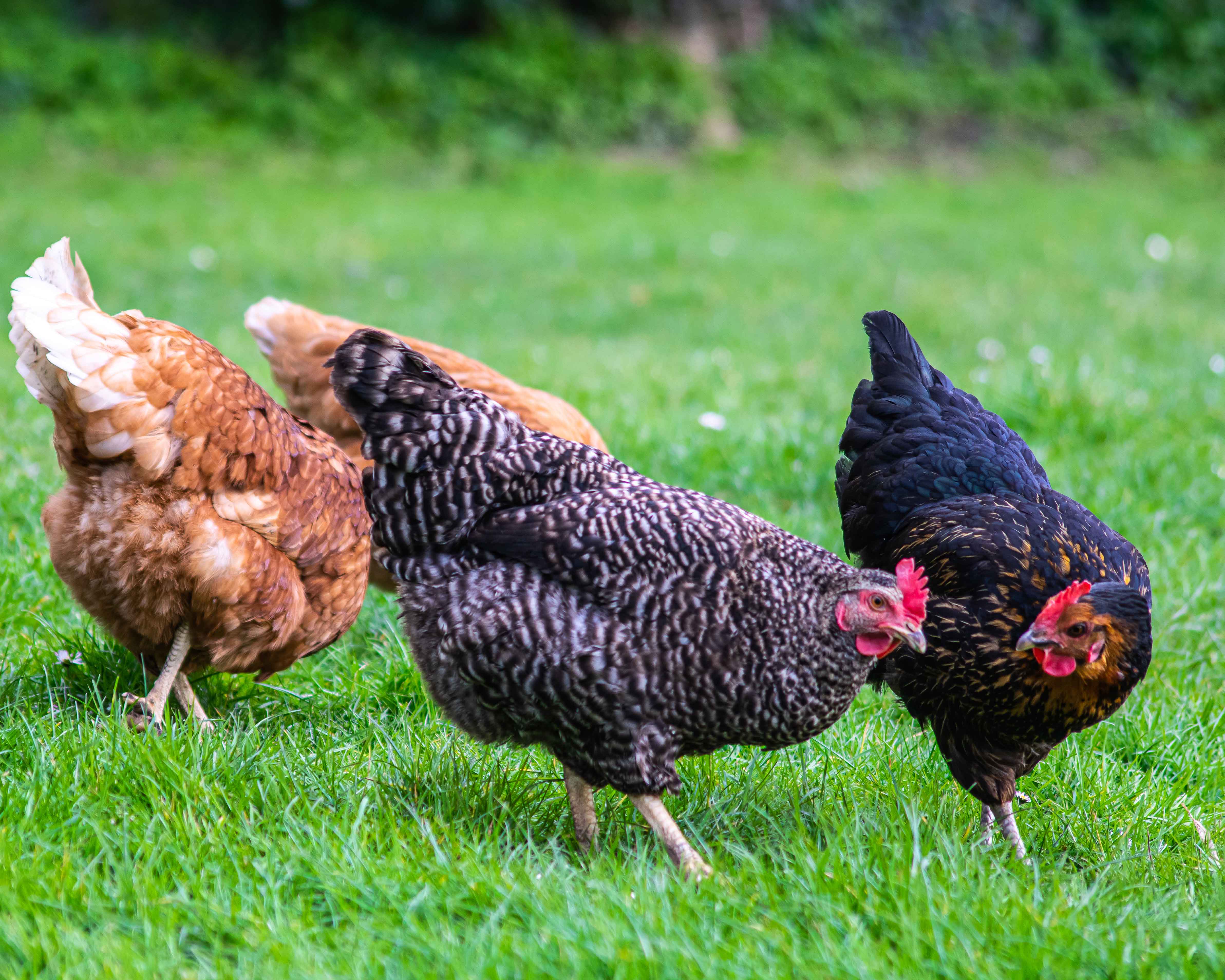 Poules.jpg