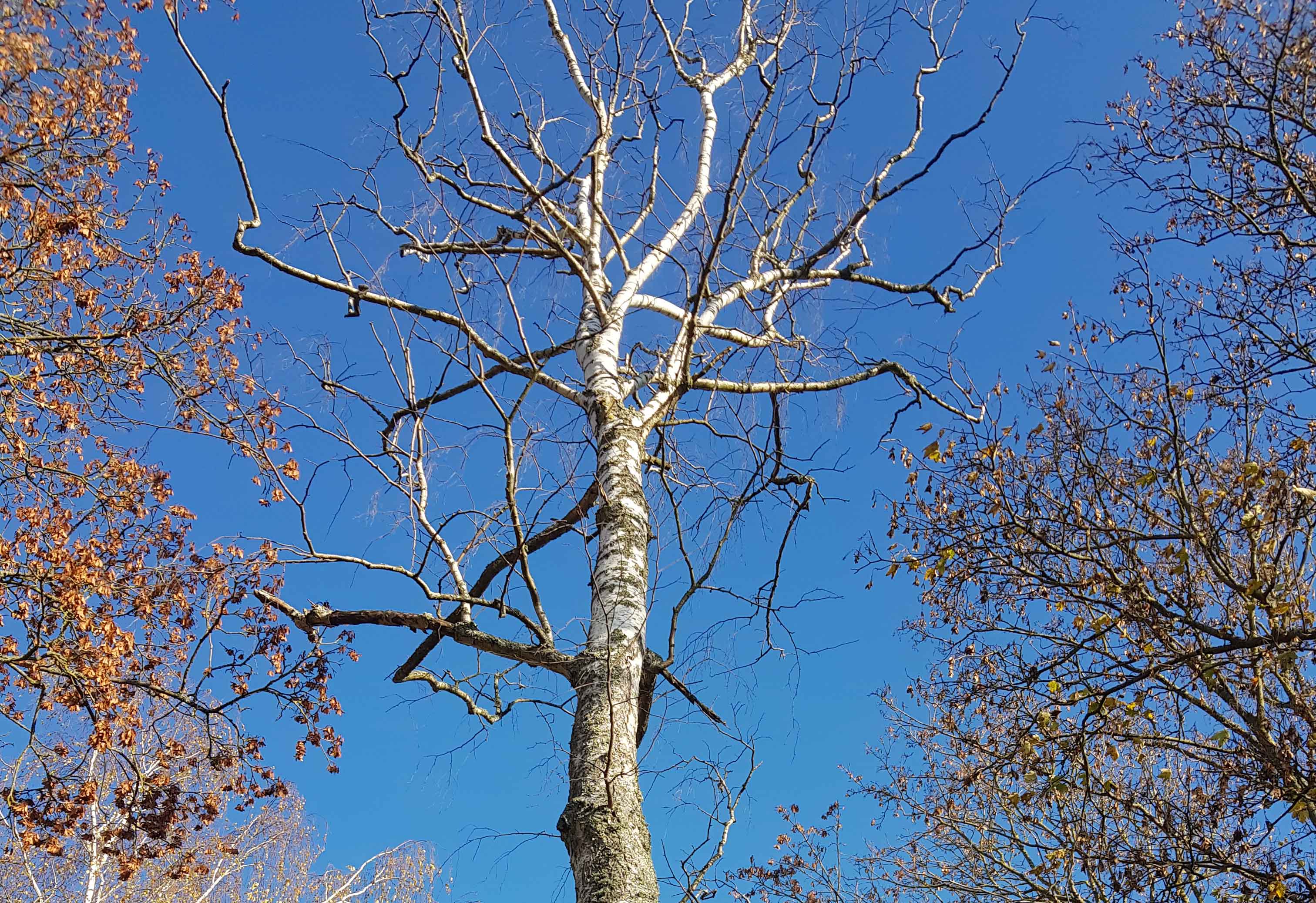 Arbre.jpg