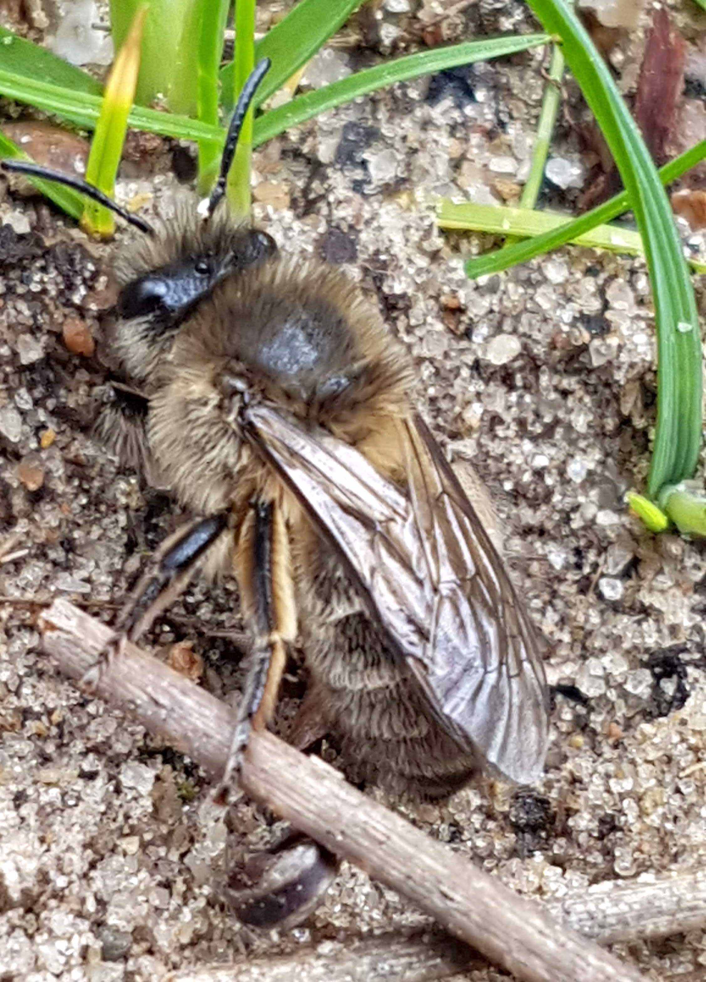 12-Andrena-cineraria.jpg