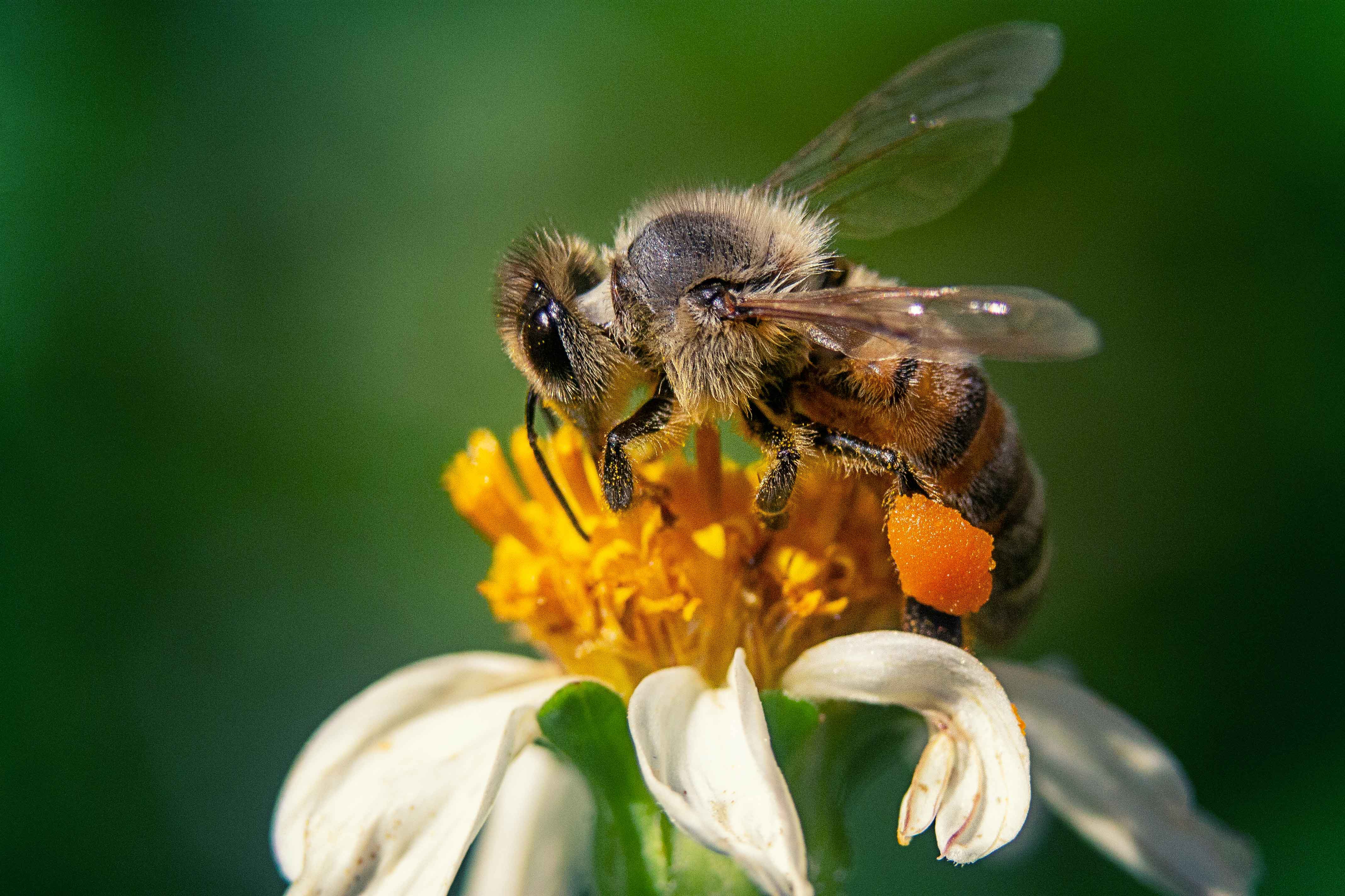 closeup-shot-bee-chamomile-flower.jpg