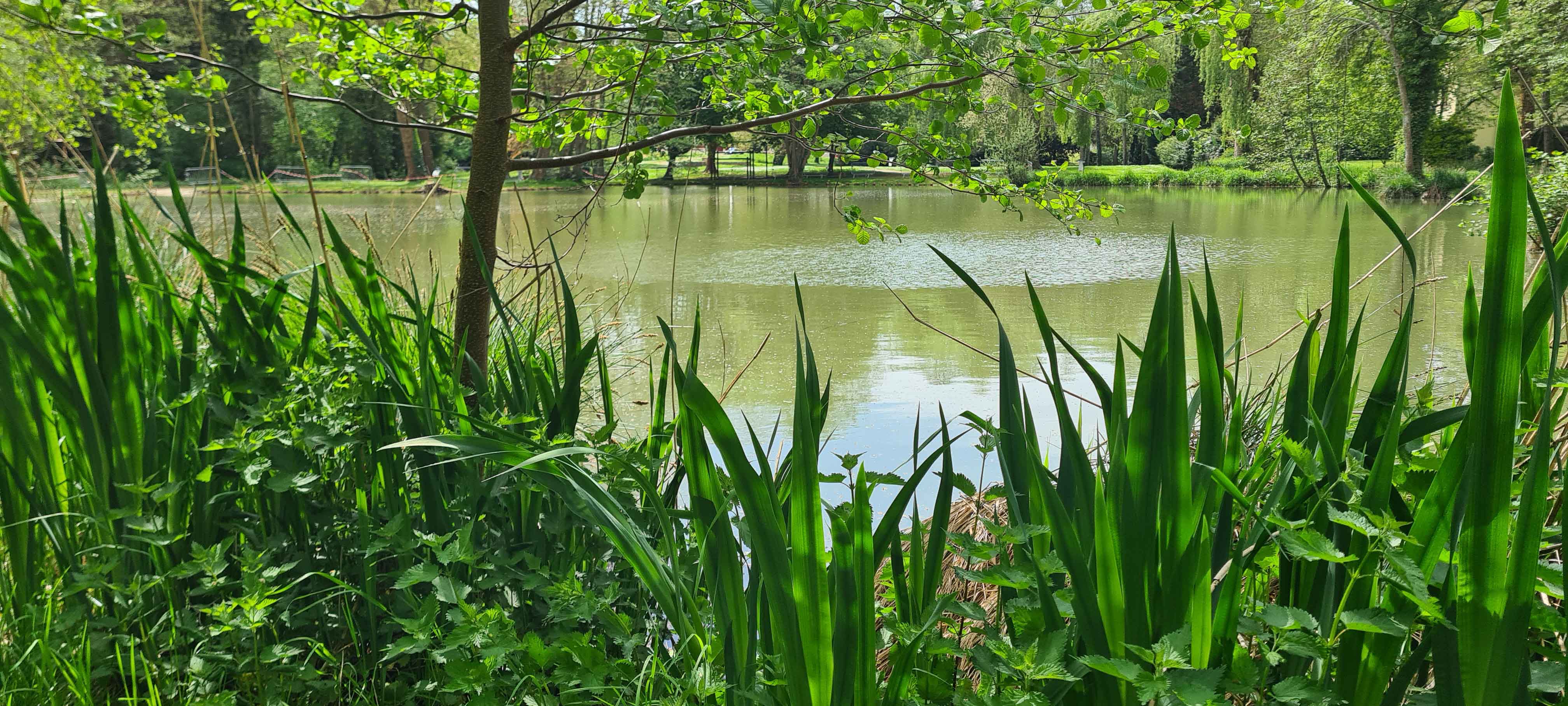 ALEU-Etang-juin-2-copie.jpg