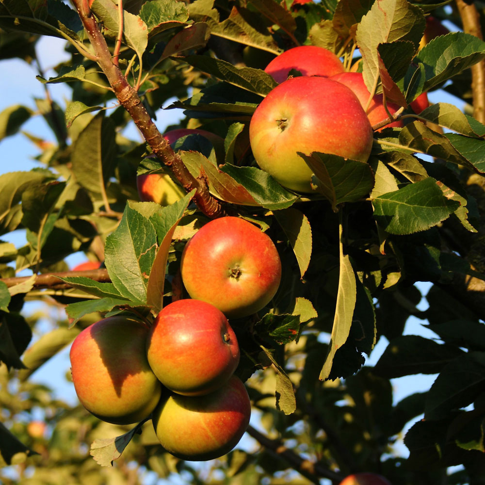 pommier-cox-orange-pépinière-du-bosc.jpg