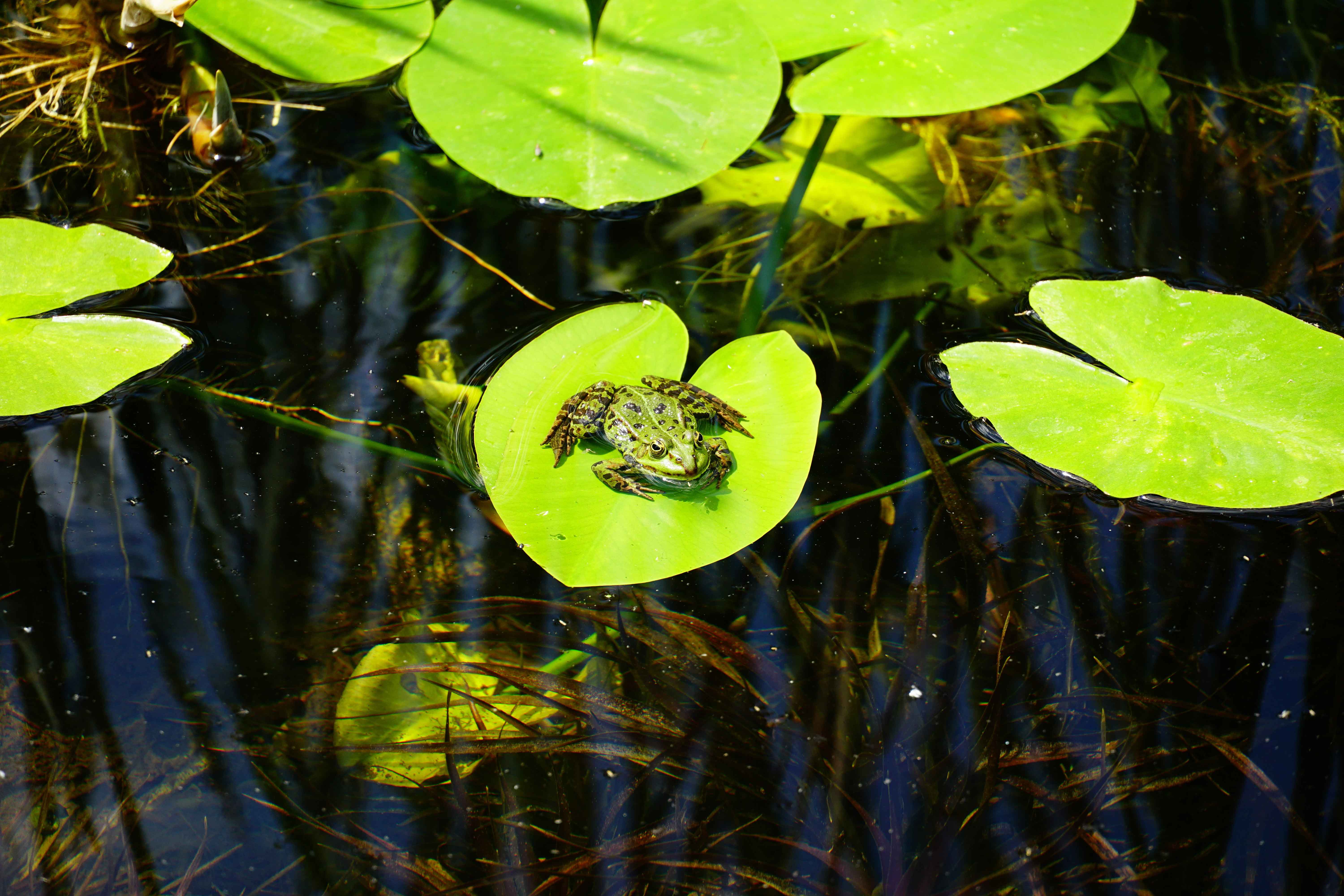 petite-grenouille-au-sommet-d-une-feuille-verte-dans-un-etang.jpg