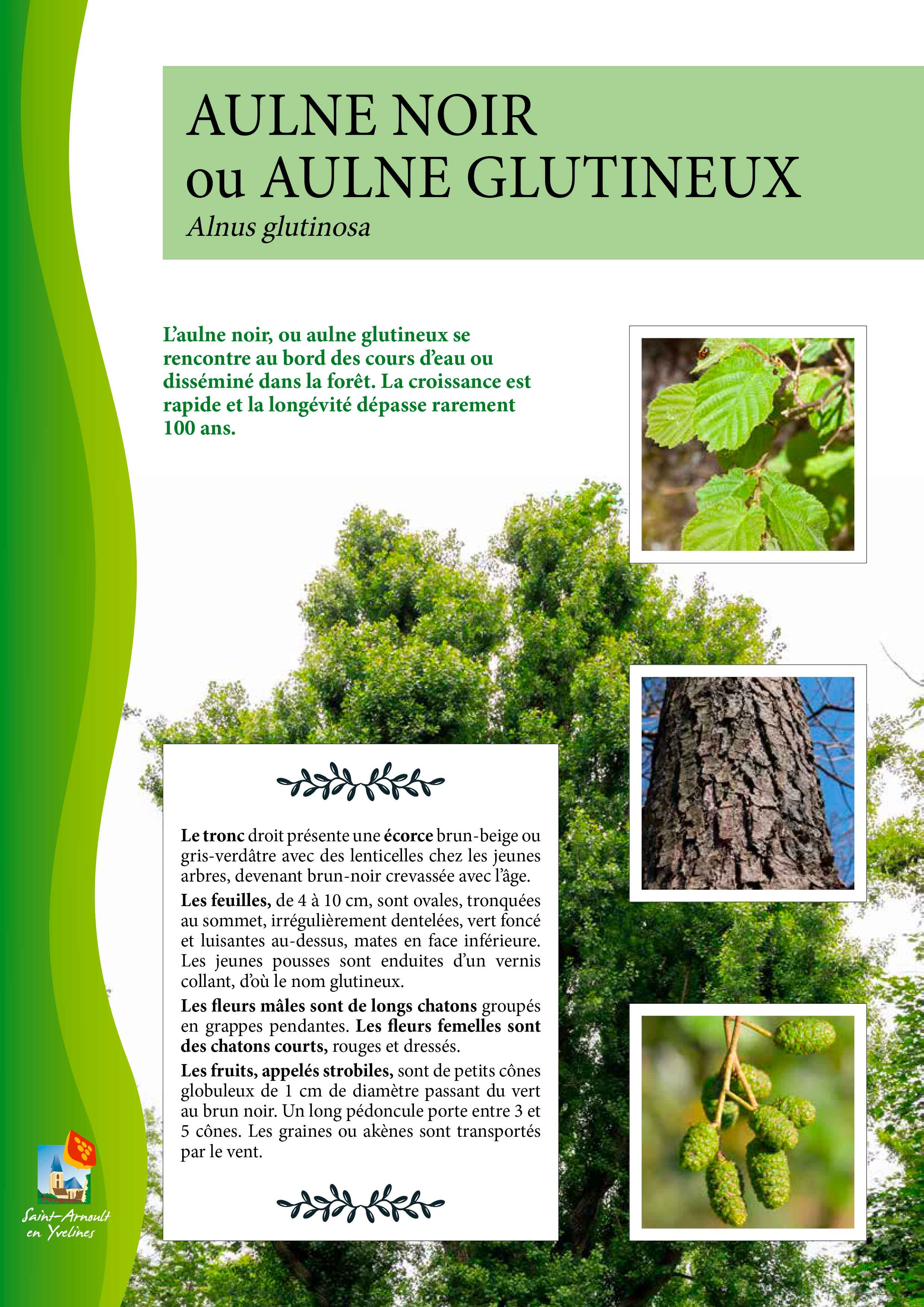 Aulne-noir.jpg