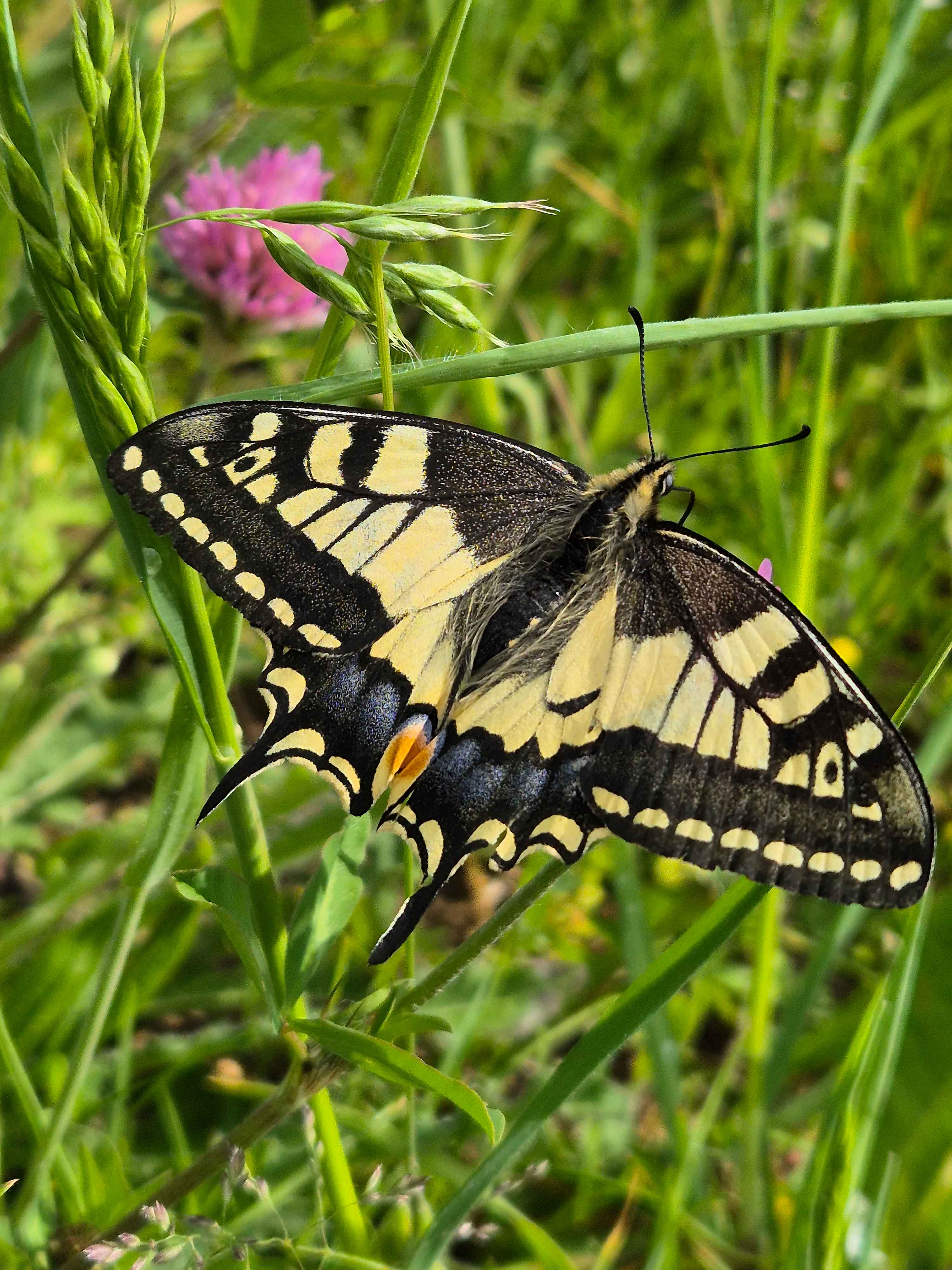 papillon.jpg