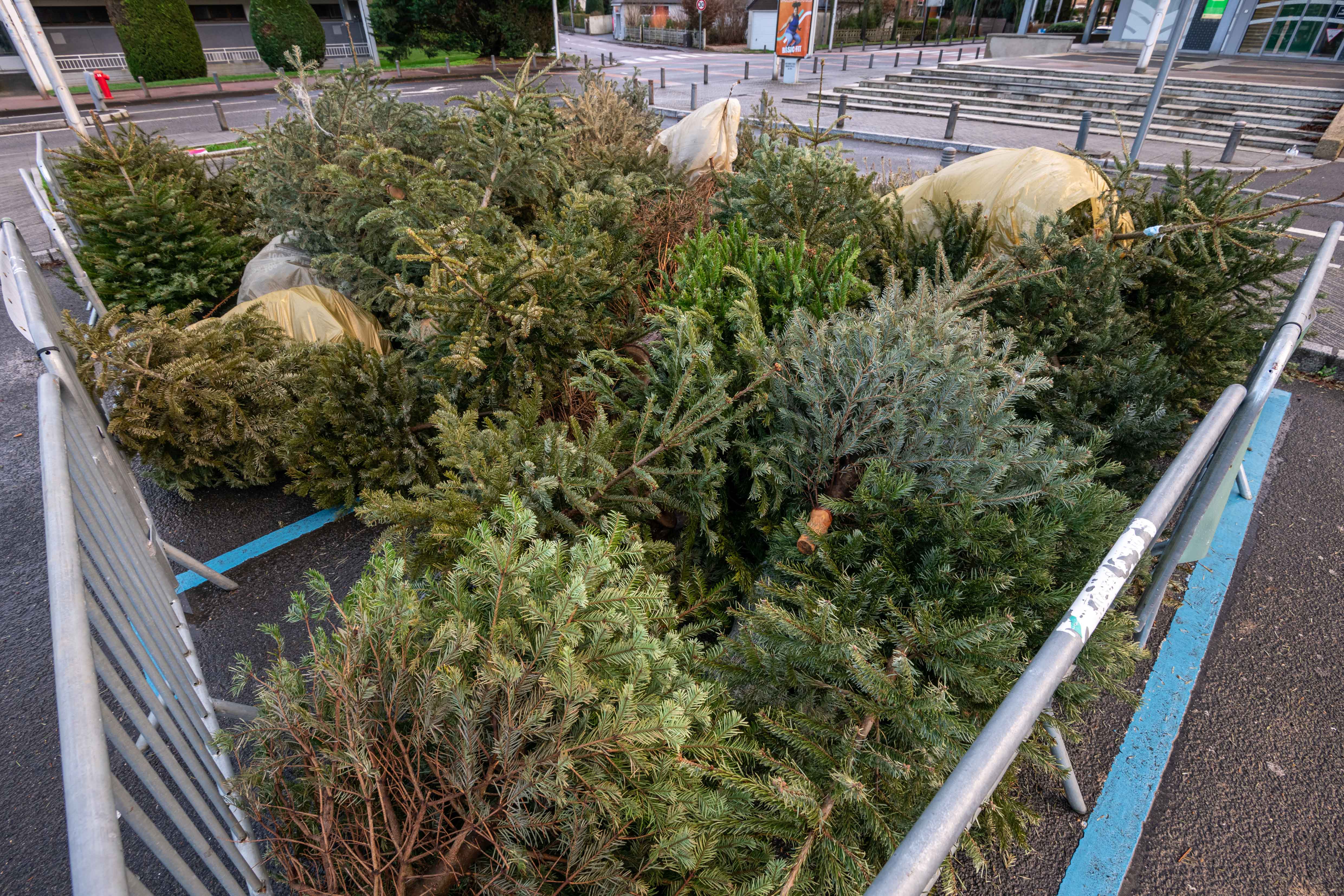 sapin-collecte.jpg