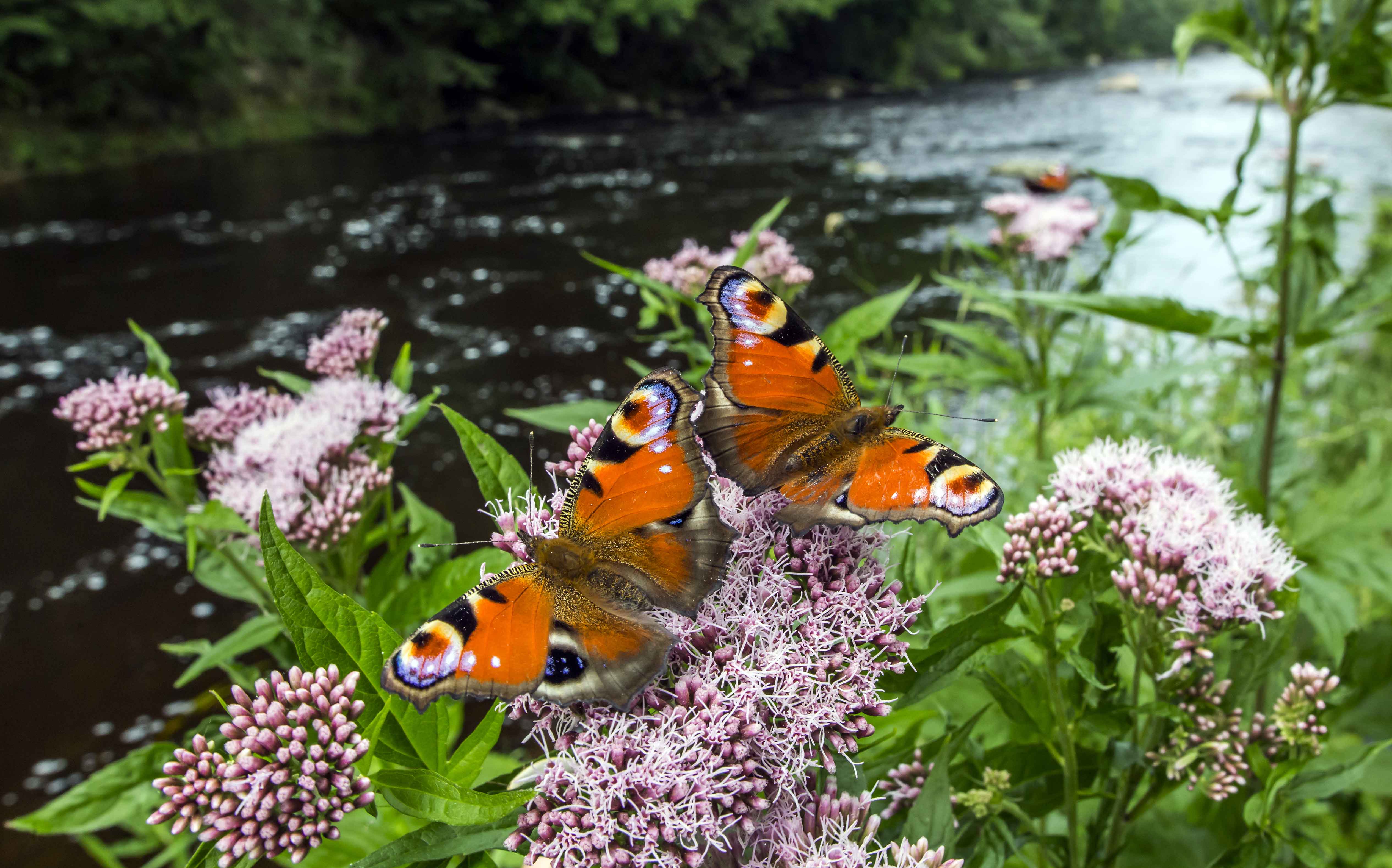 papillons-multicolores-se-bouchent.jpg