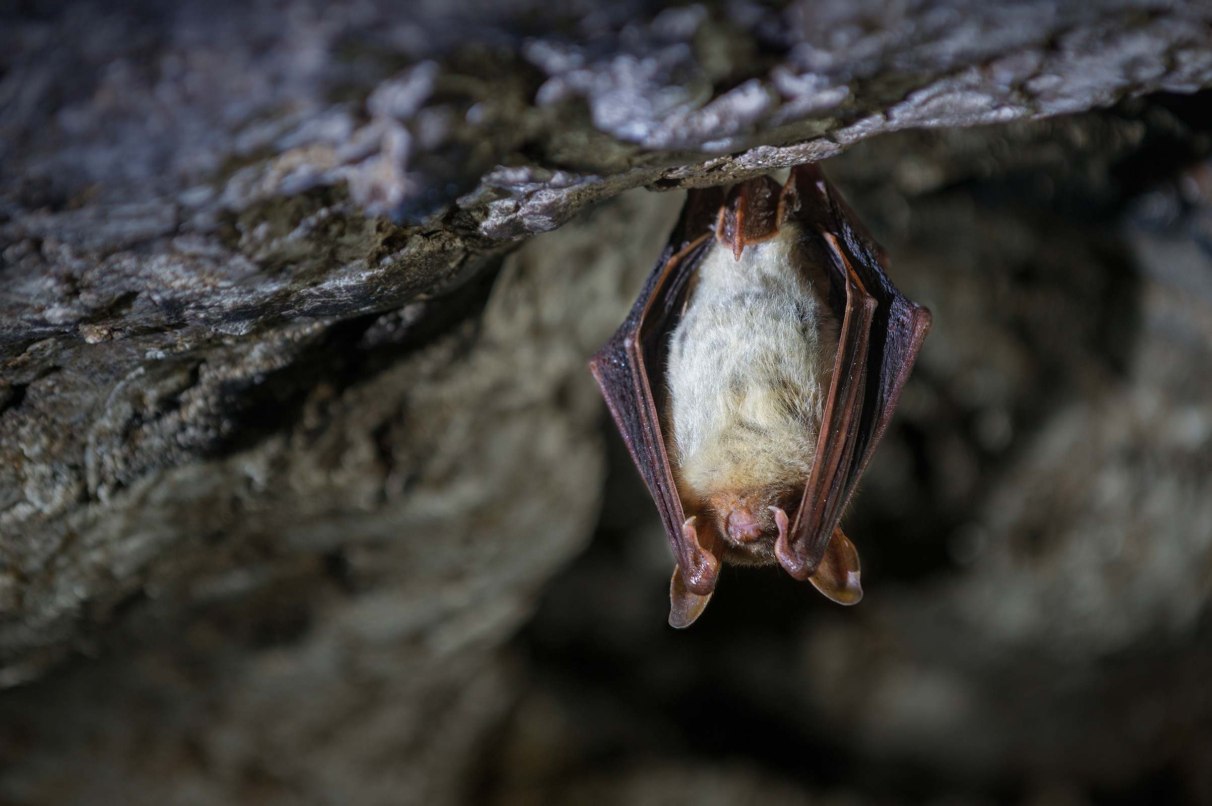 Chauve-souris.jpg