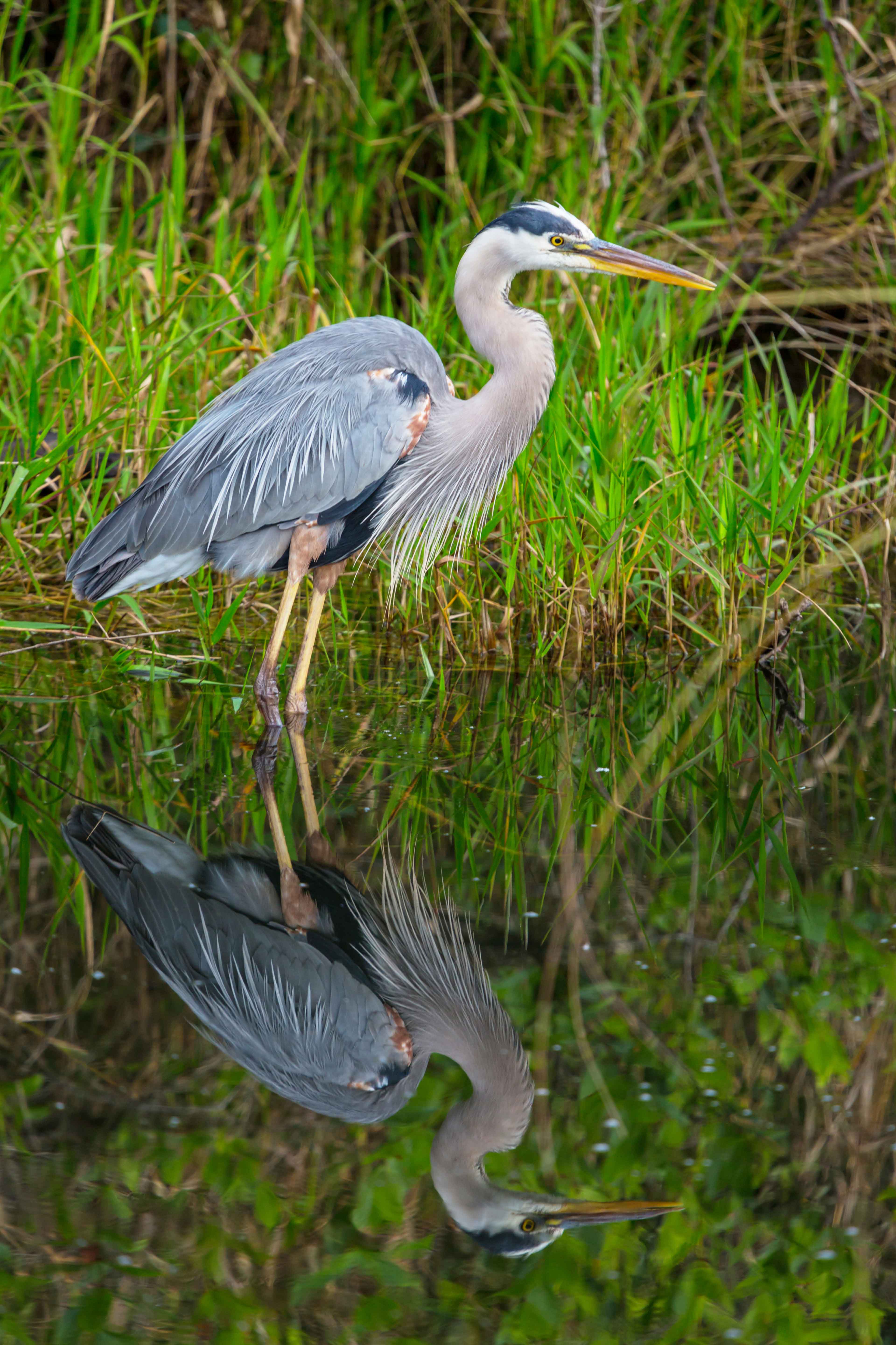 heron-dans-les-everglades.jpg