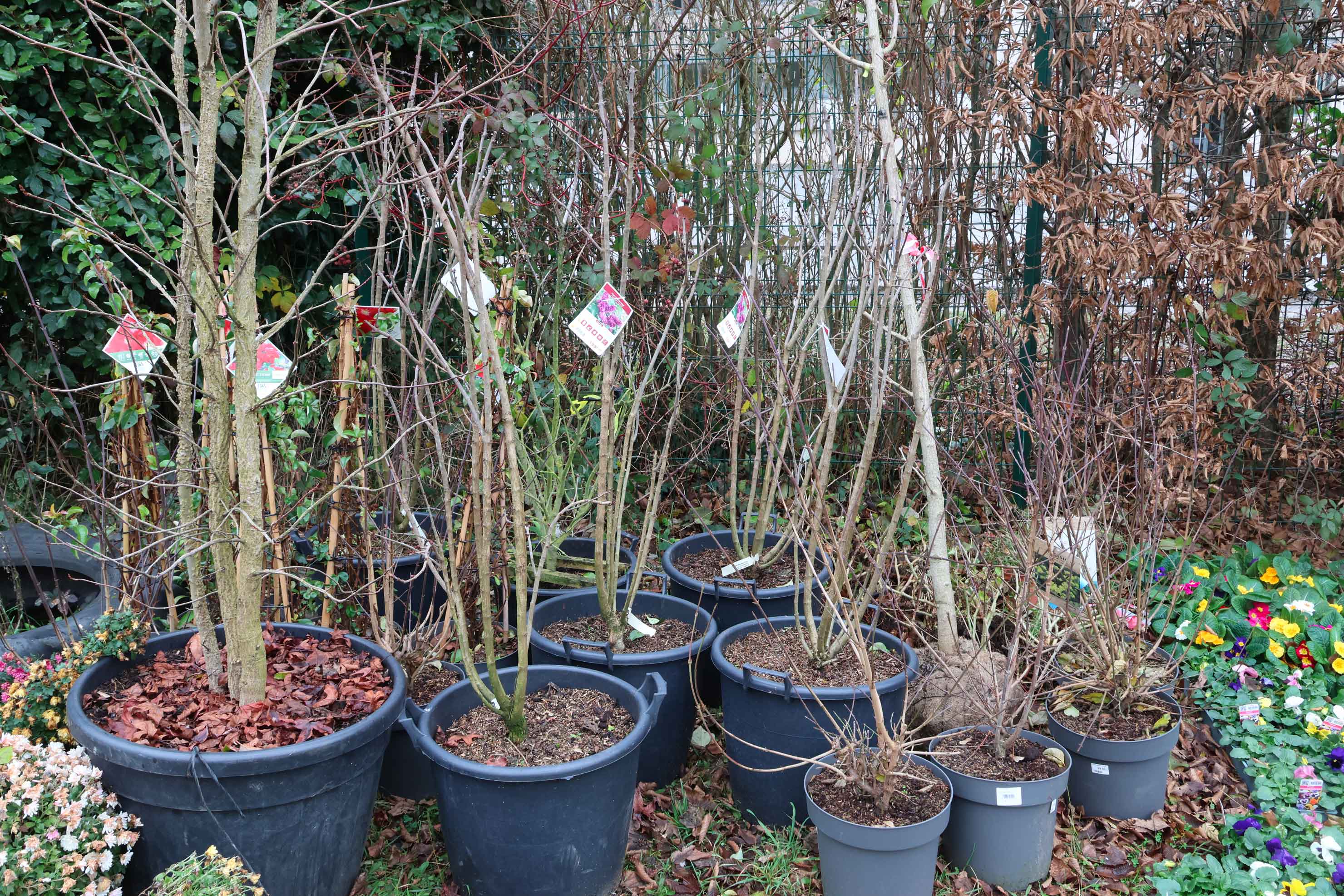 Arbres-2.jpg