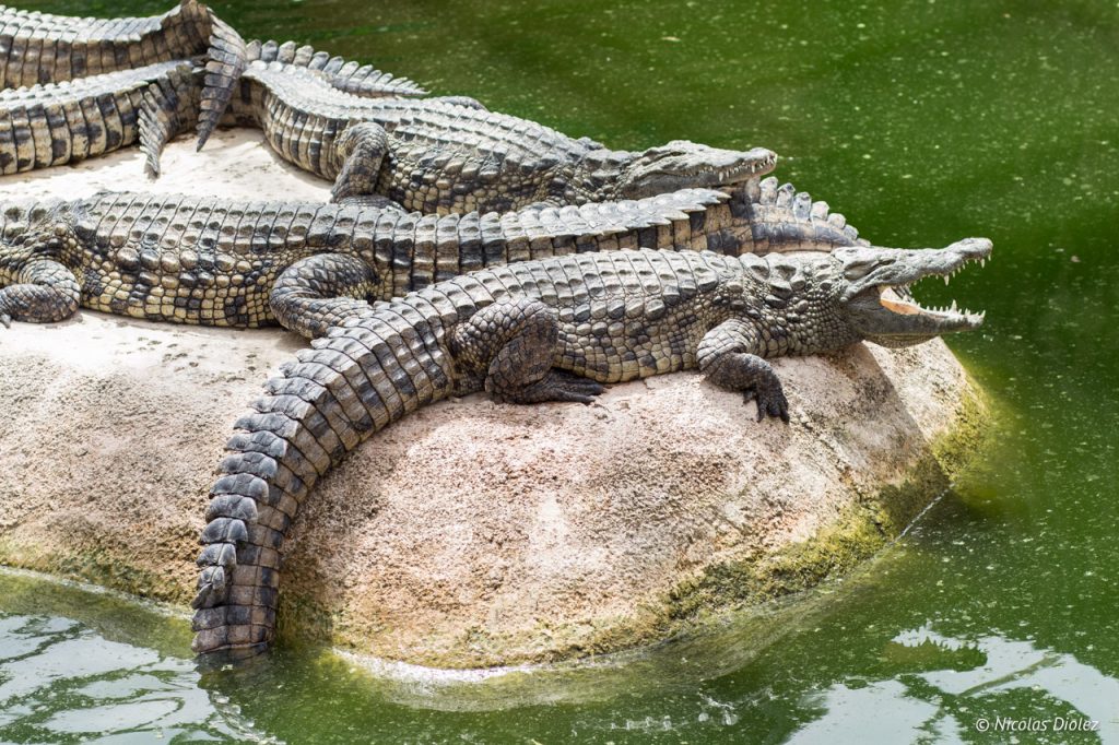 Planète crocodiles.jpg