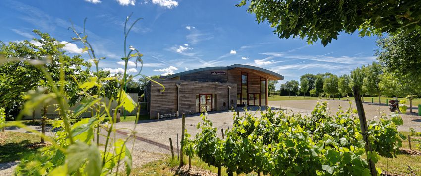 Monacalis et vigne 2.jpg