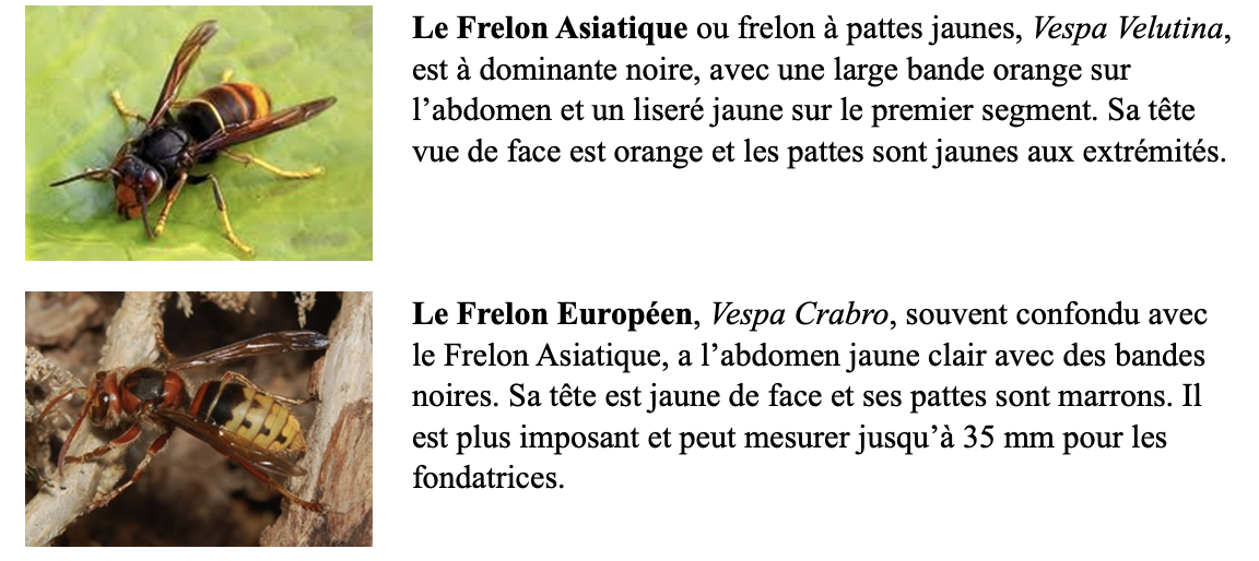 Différence frelons.png