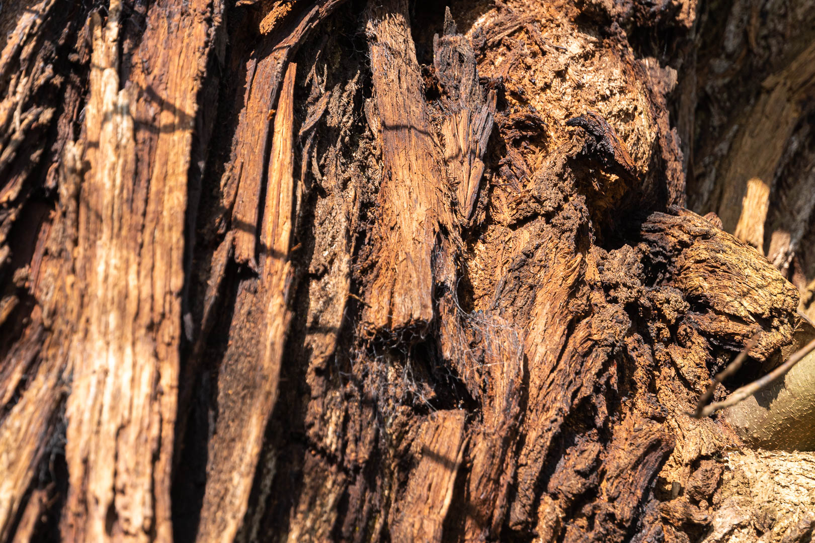 Chataignier du Pas aux biches 3 - PHOTO@JML.jpg