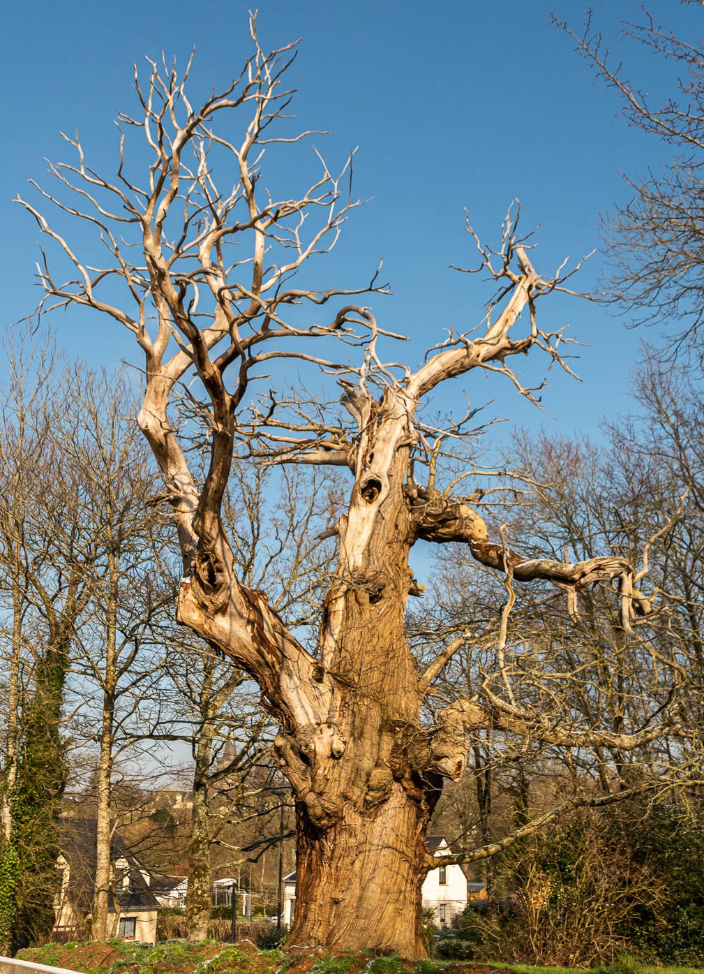 Chataignier du Pas aux biches 2 - PHOTO@JML.jpg