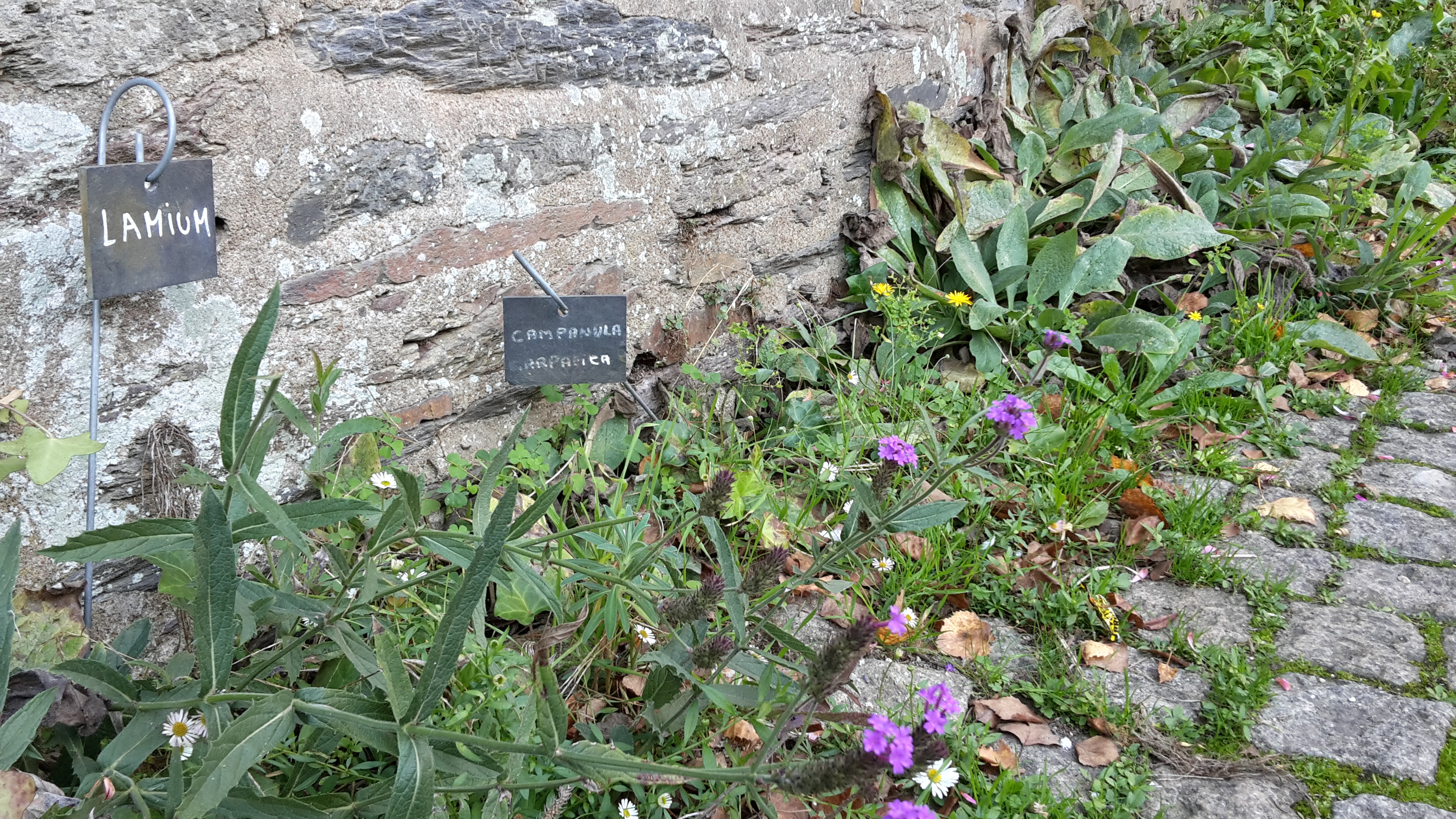 Petites herbes des murets copie.jpg