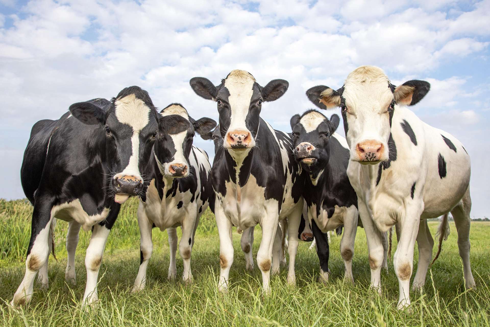 vache.jpg