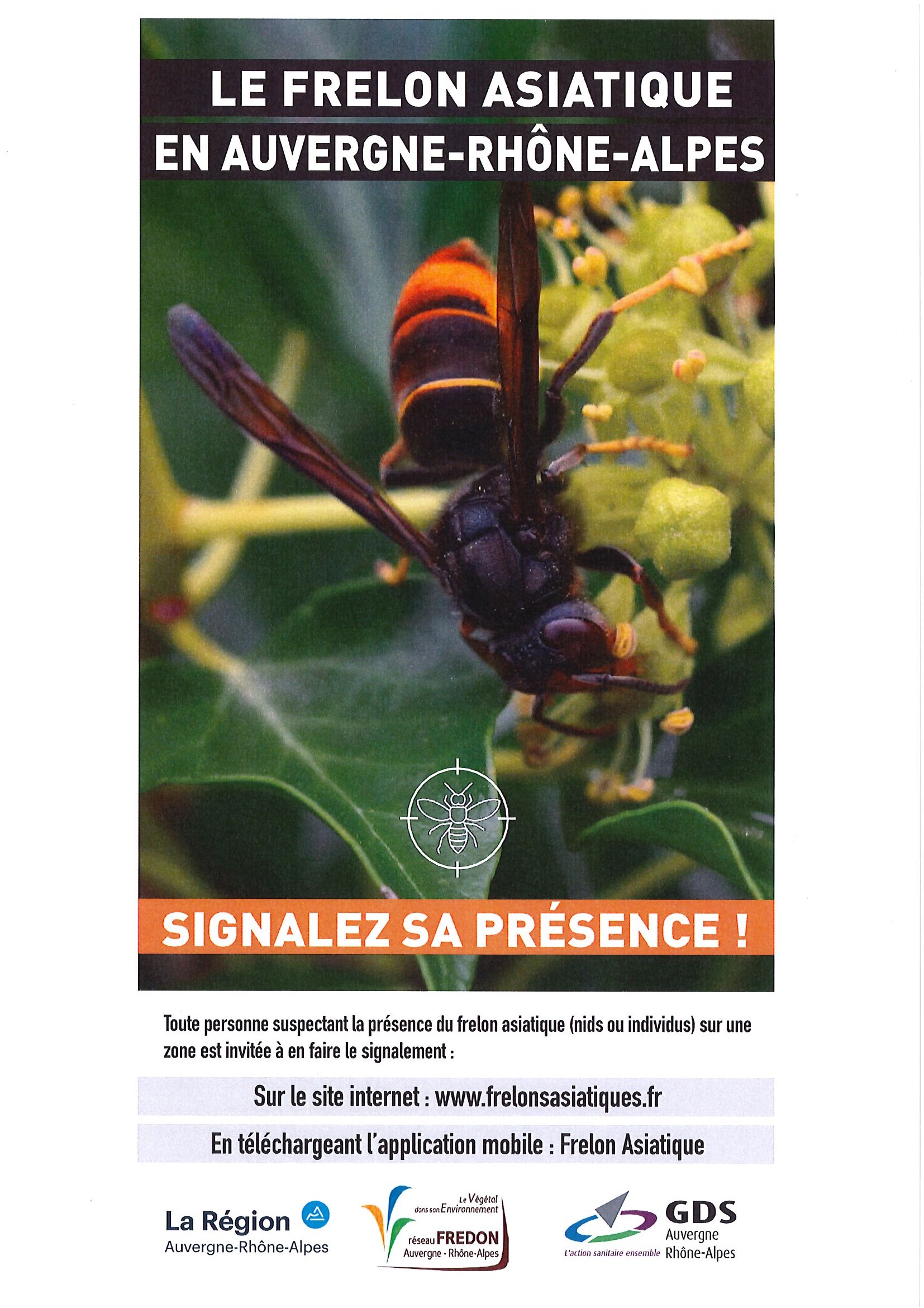 frelon 2020 1.jpg