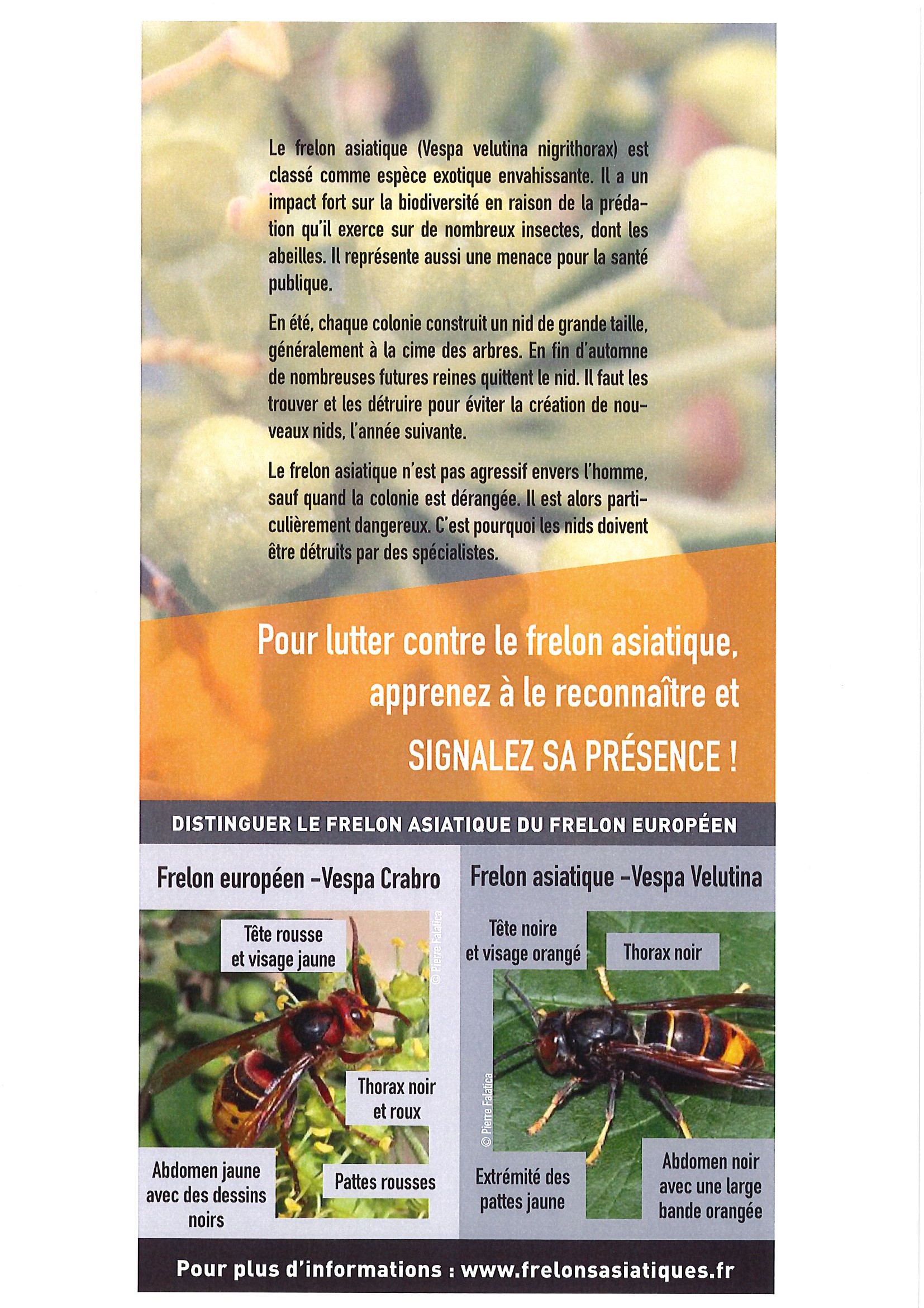 frelon 2020 2.jpg