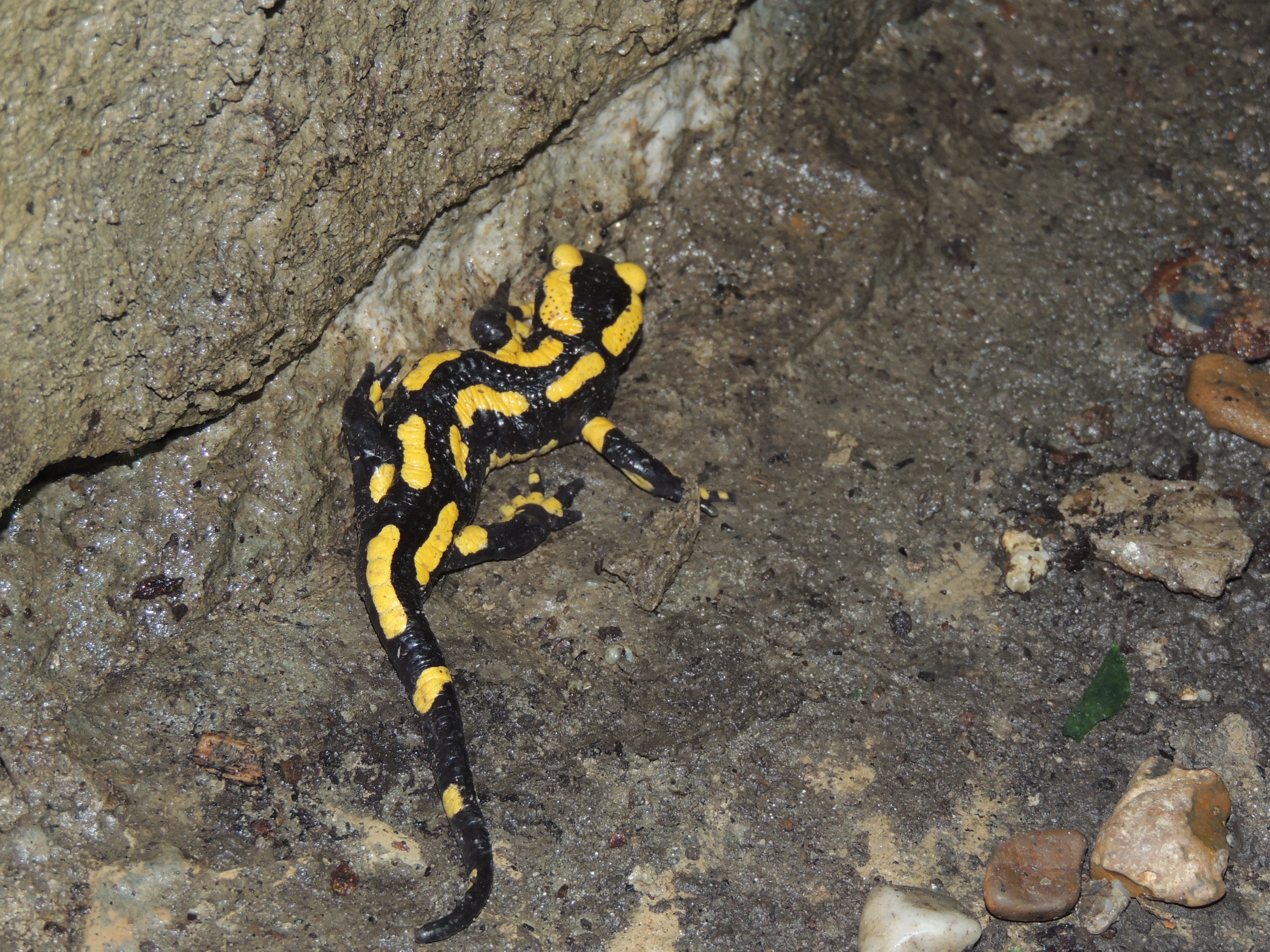 Biodiv  salamandre.JPG