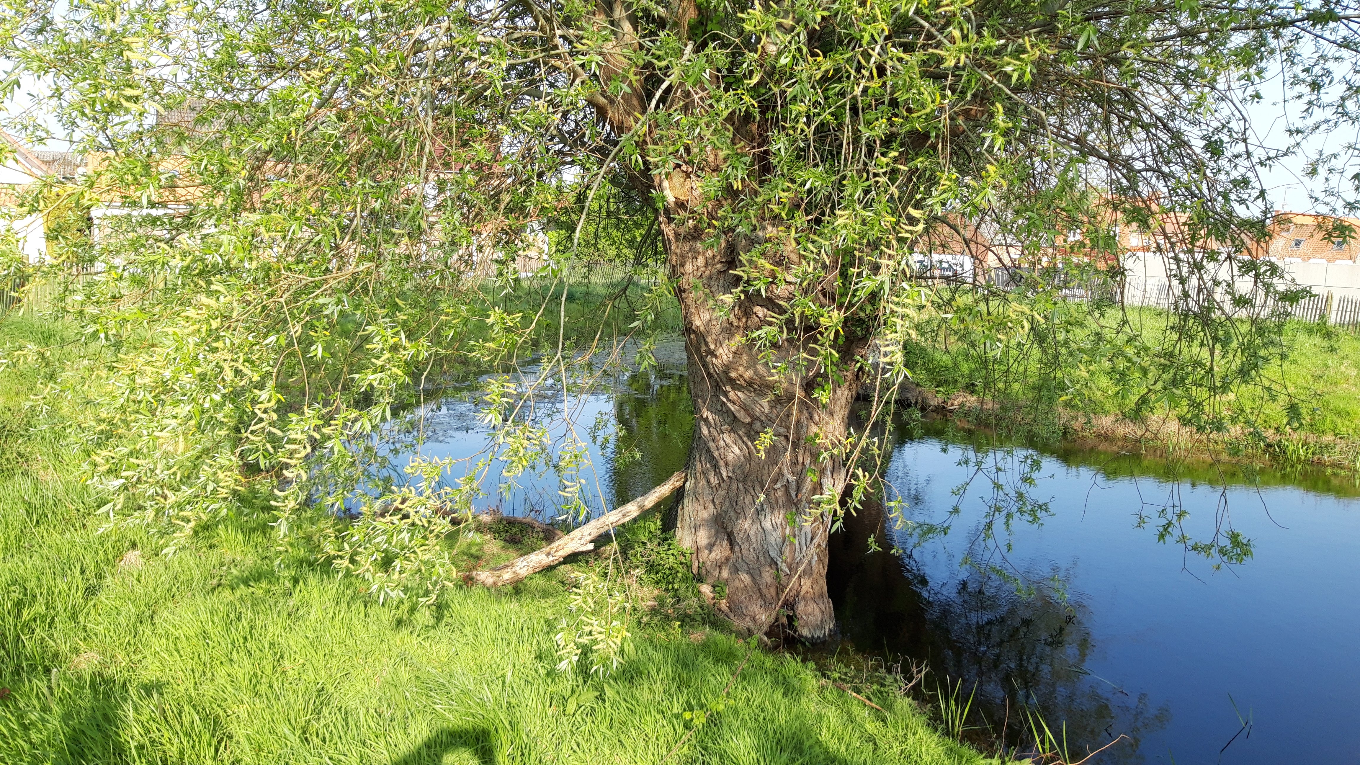 Saule.jpg