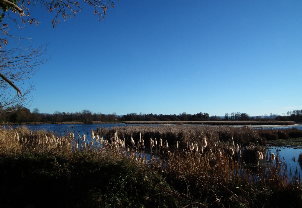 etang de mouettes.jpg