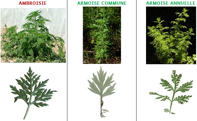 Photos ambroisie armoise.png