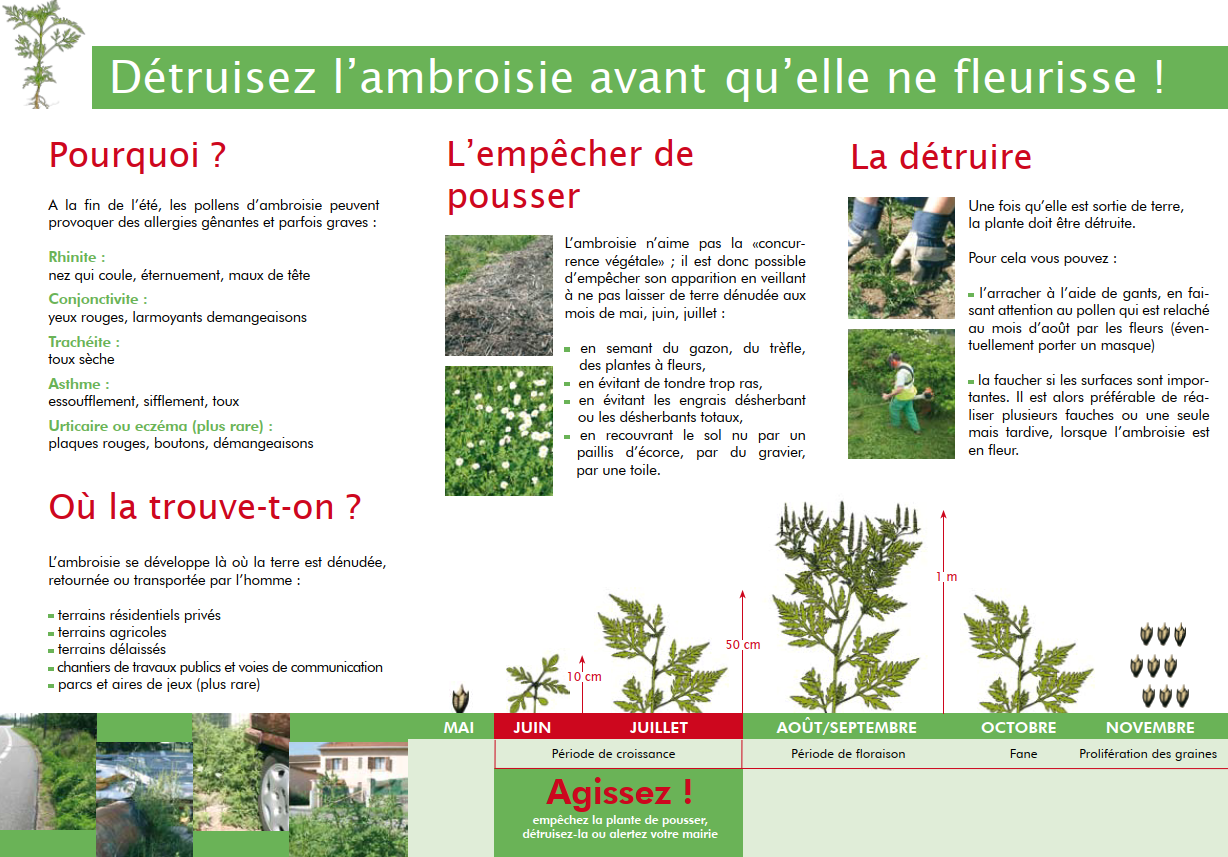 Détruire ambroisie2.png