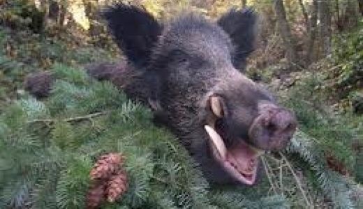 Société de chasse de Le Perréon.jpg